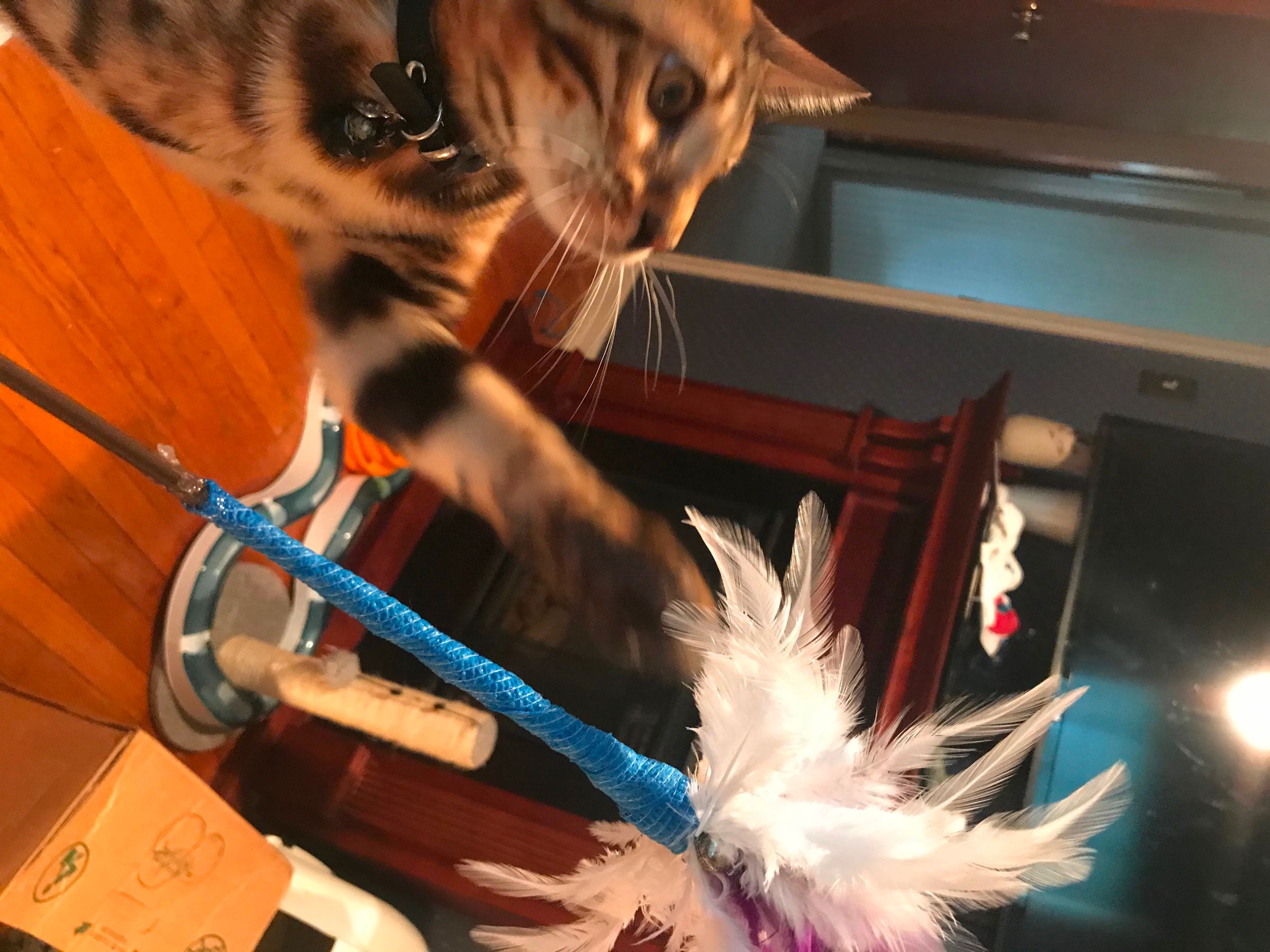 FeatheronaStick Cat Toy 6 Steps (with Pictures) Instructables