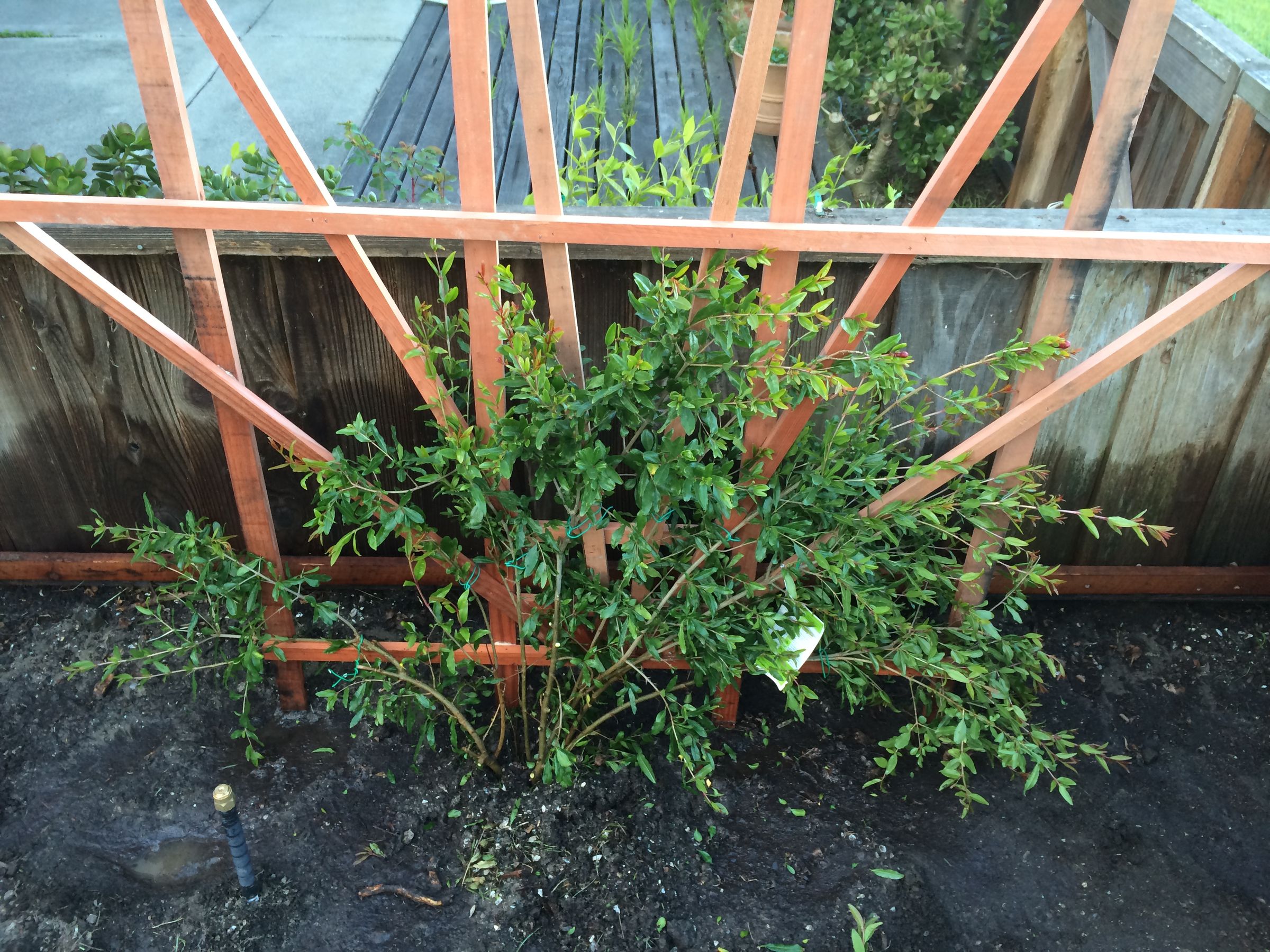 Big Bush, Small Space How to Espalier a Pomegranate Bush 10 Steps