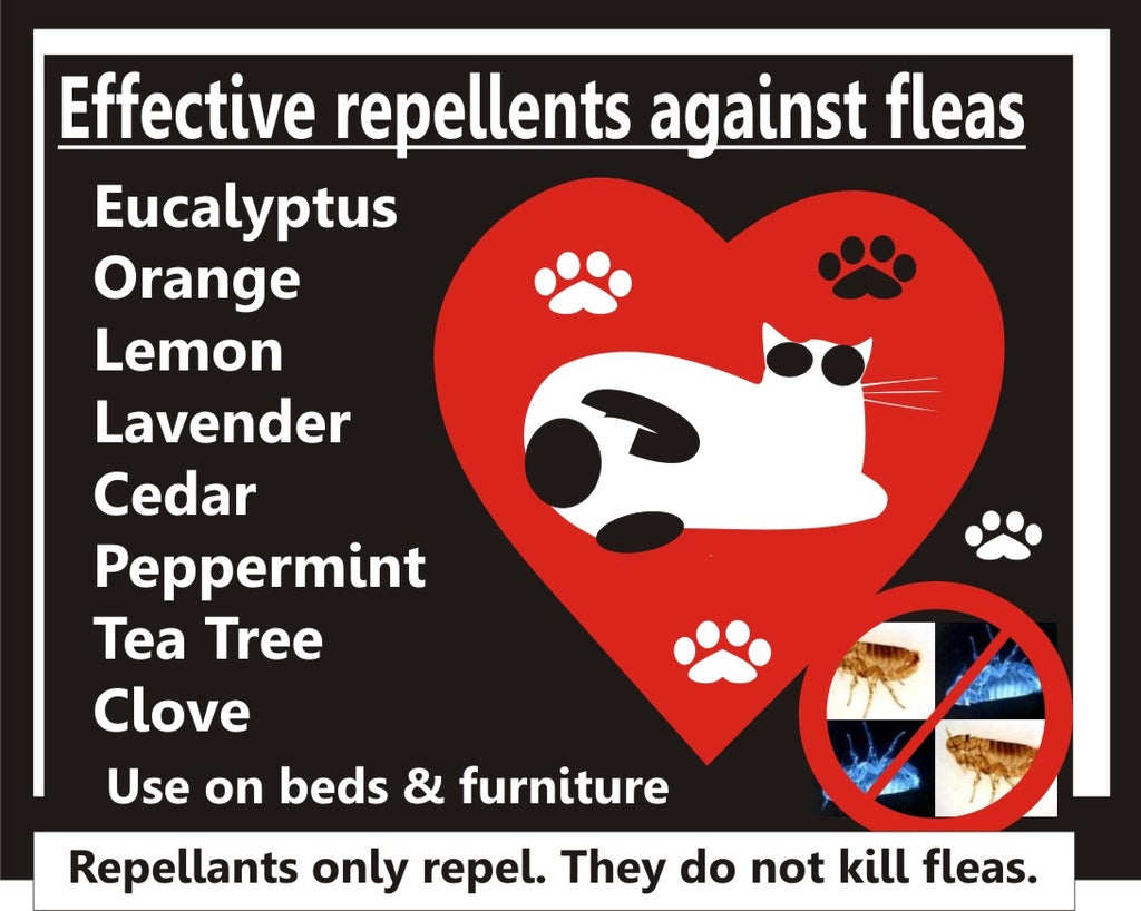 Control Fleas Naturally With Common Household Items 7 Steps Instructables Control Fleas Naturally With Common Household Items 7 Steps Instructables