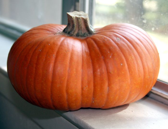 How to Bake a Fresh Pumpkin (for Pie, Etc)