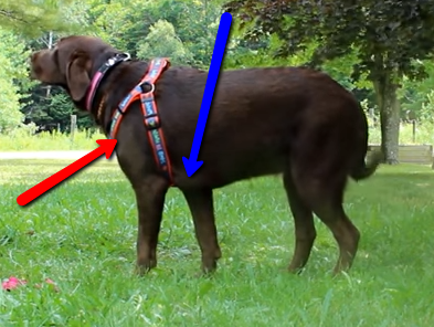 step in dog harness pattern