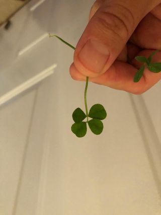 Clover Numbers 4-leaf Clovers: a Finder's Guide : 8 Steps - Instructables