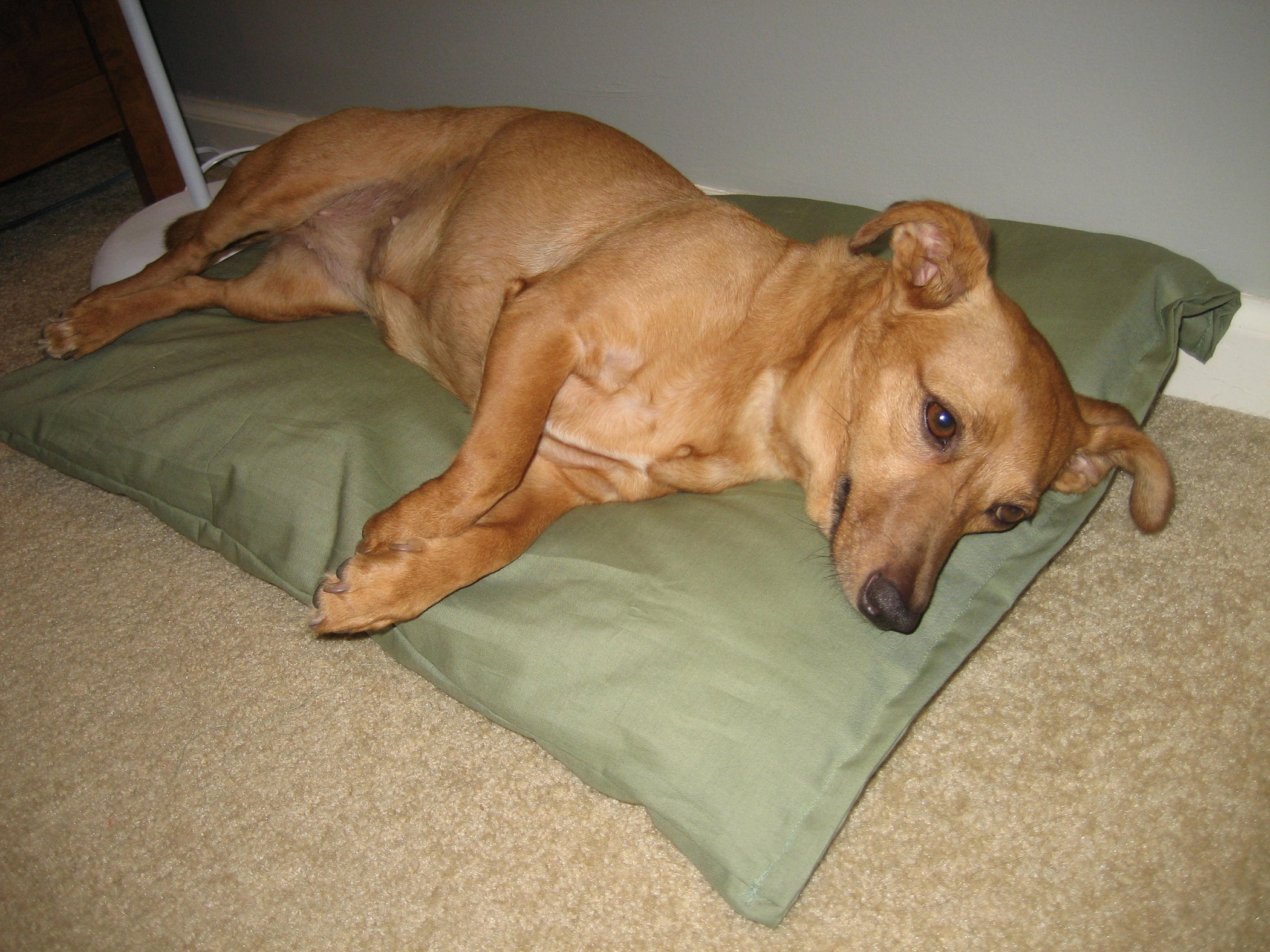 How to Make a Simple and Cute Dog Bed in 10 Minutes 6 Steps