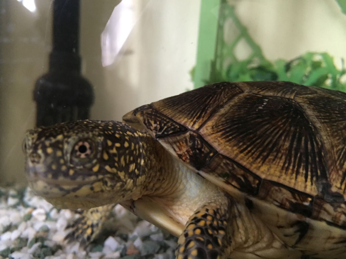 How to Keep Turtles 8 Steps Instructables
