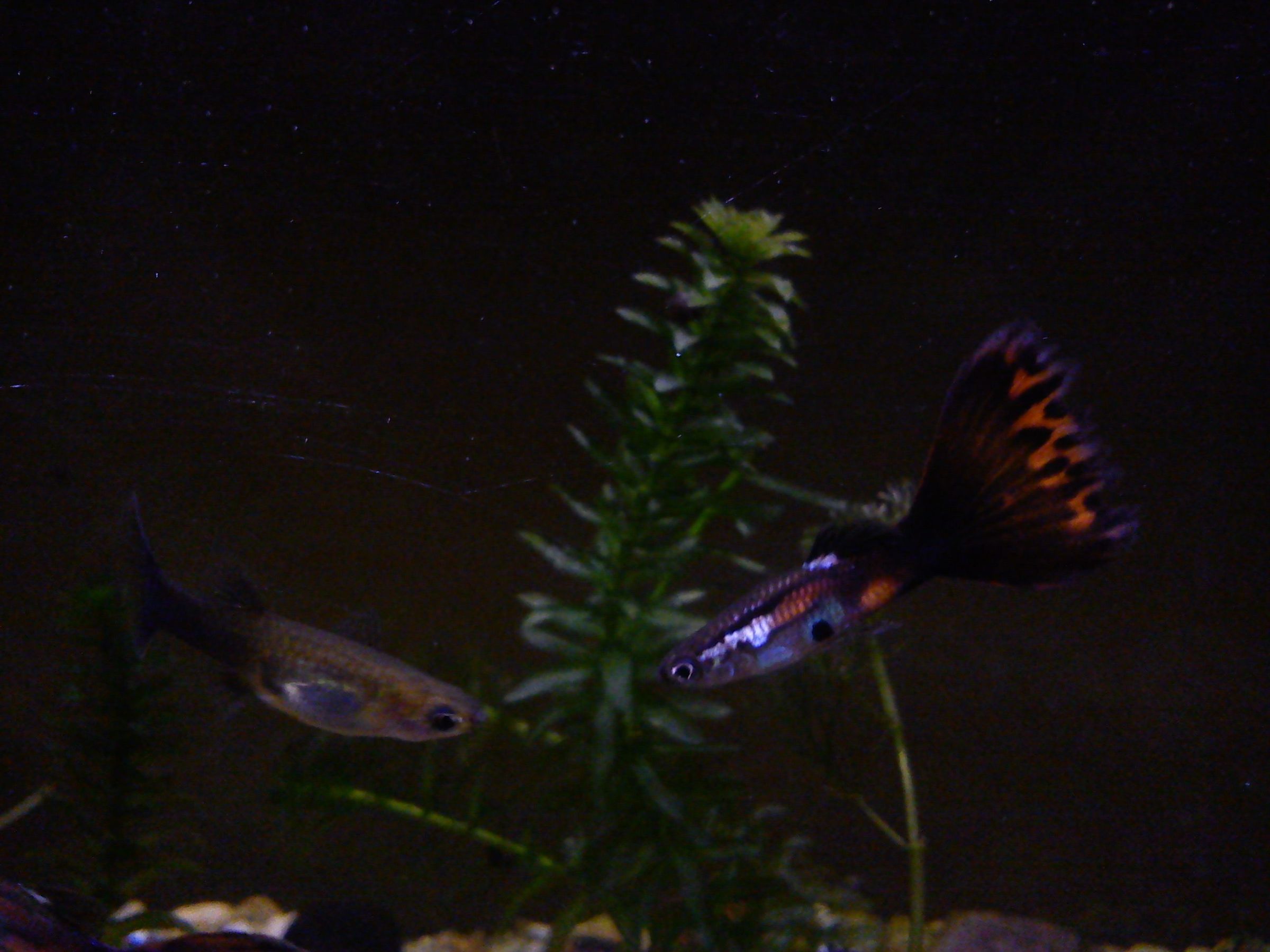 How to Build Aquarium. 6 Steps (with Pictures) Instructables