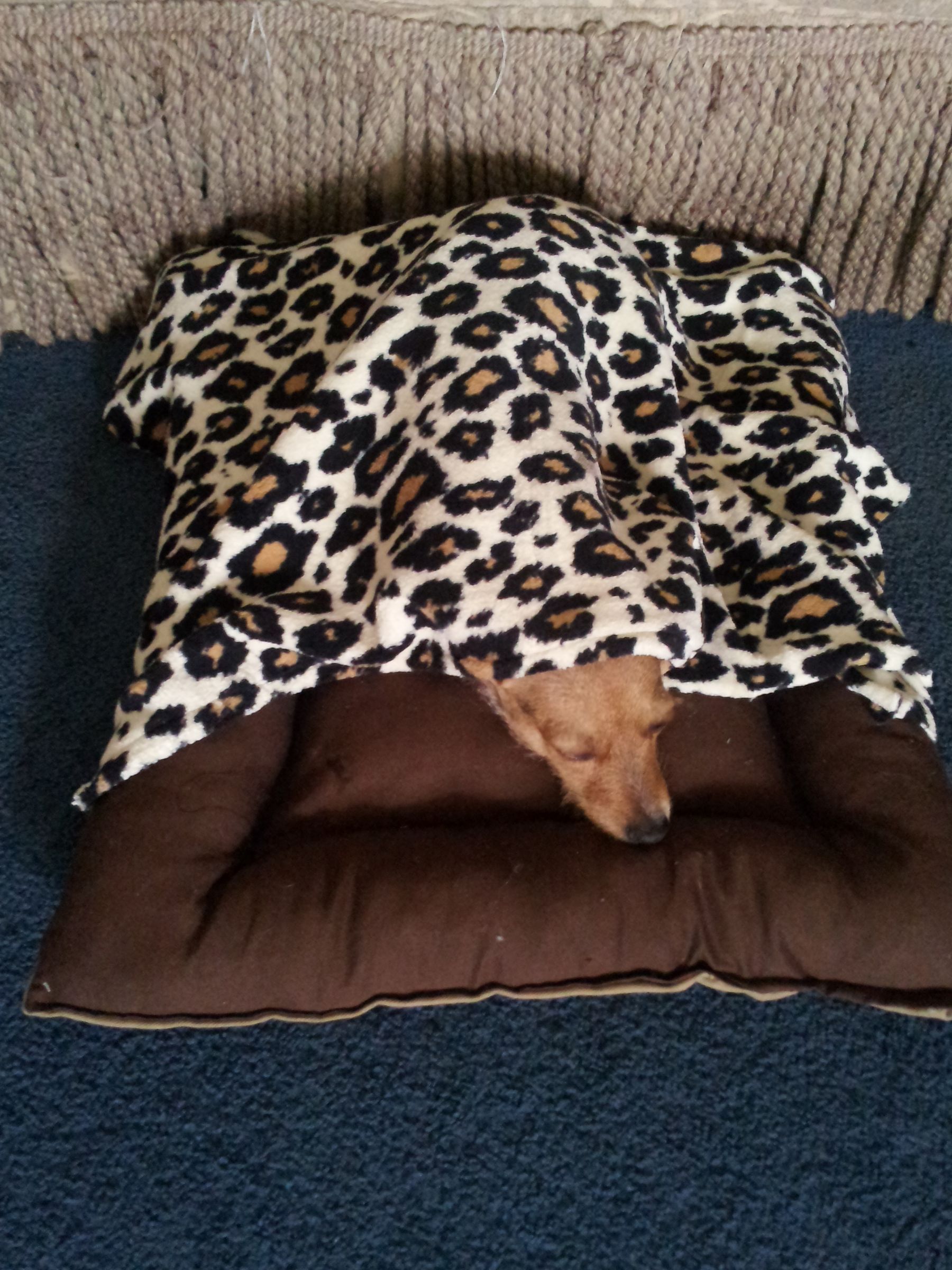 Dog Bed With Removable Blanket 6 Steps (with Pictures) Instructables