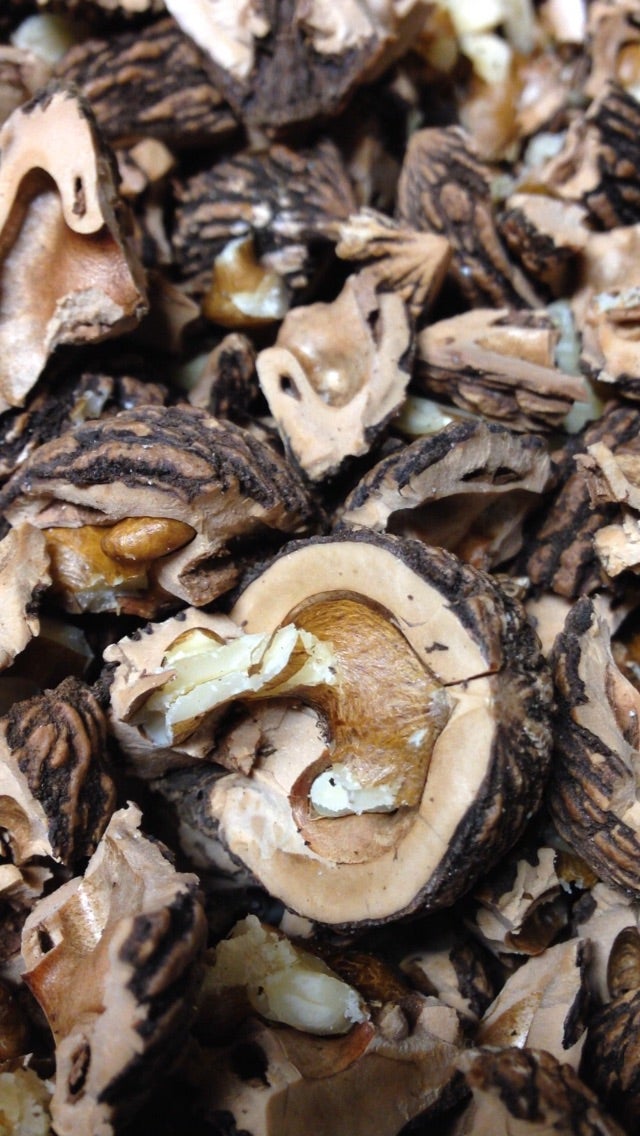 Black Walnut Harvesting & Processing 11 Steps (with Pictures