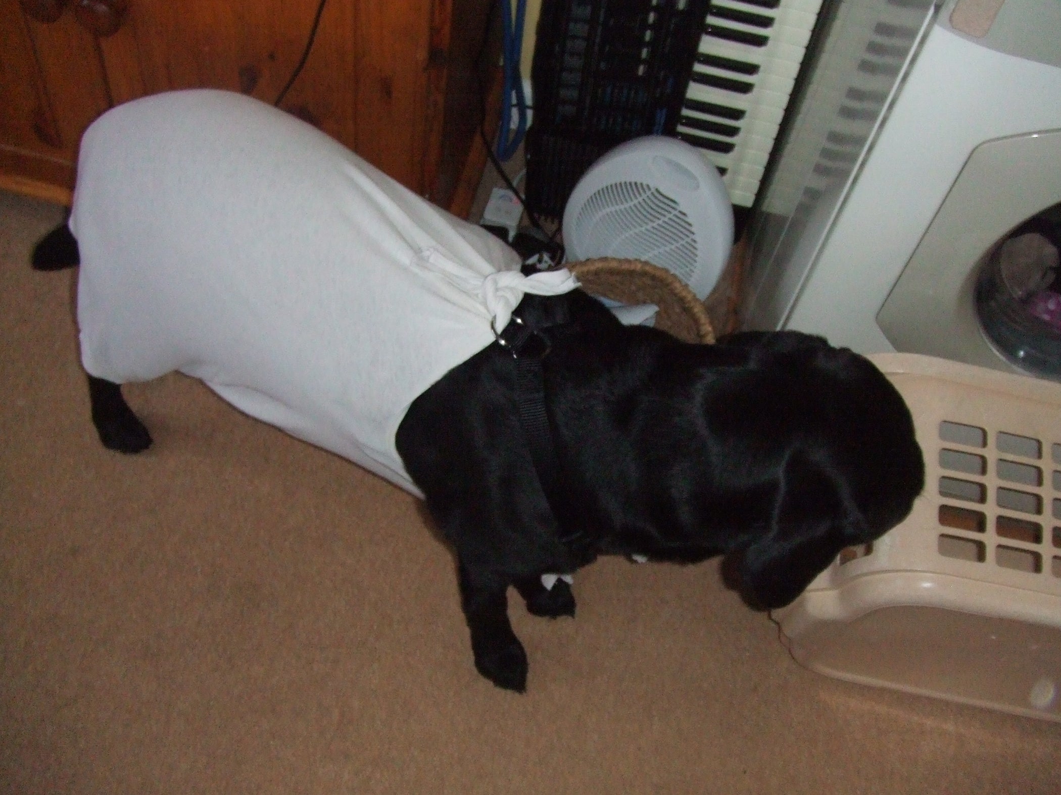 An Alternative to a Buster Collar for a Dog With a Wound on Its Belly