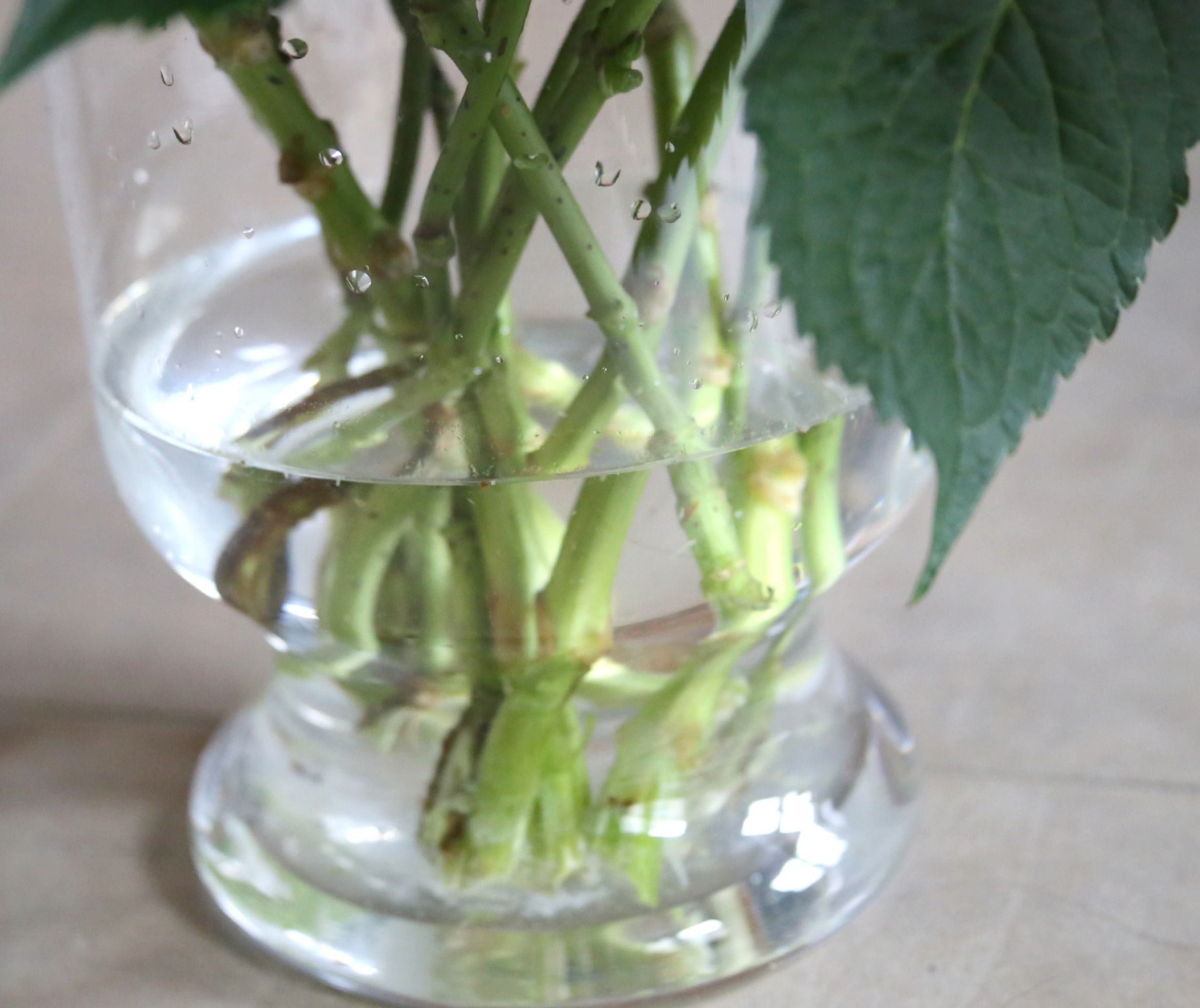 How to Make Flowers Last Longer 8 Steps (with Pictures) Instructables
