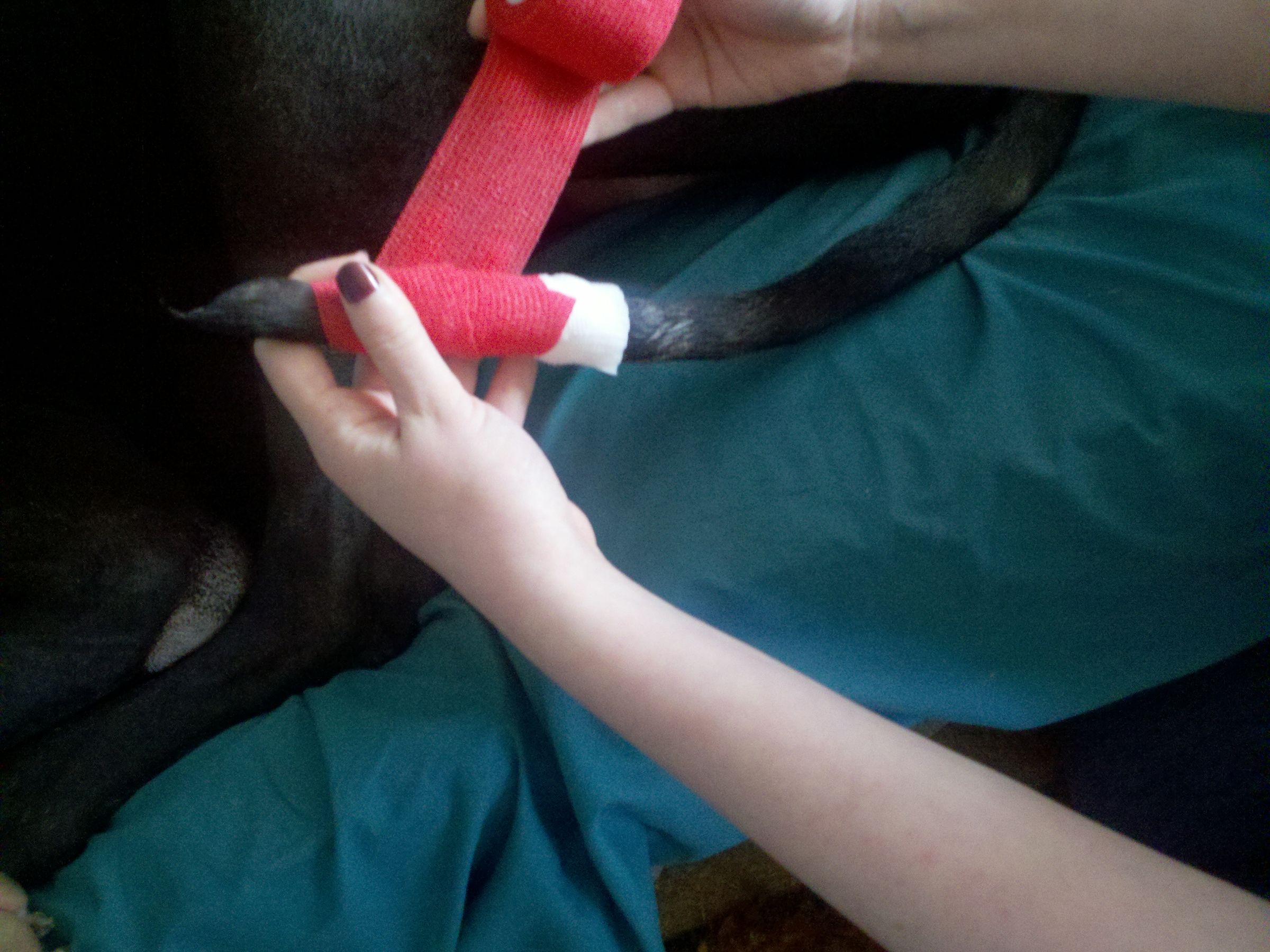 Happy Tail Solution : 5 Steps - Instructables
