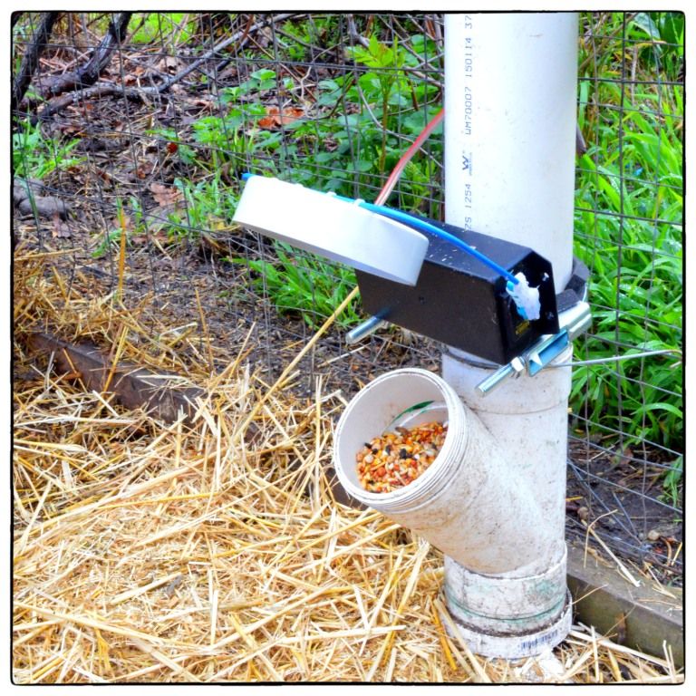 timer chicken feeder