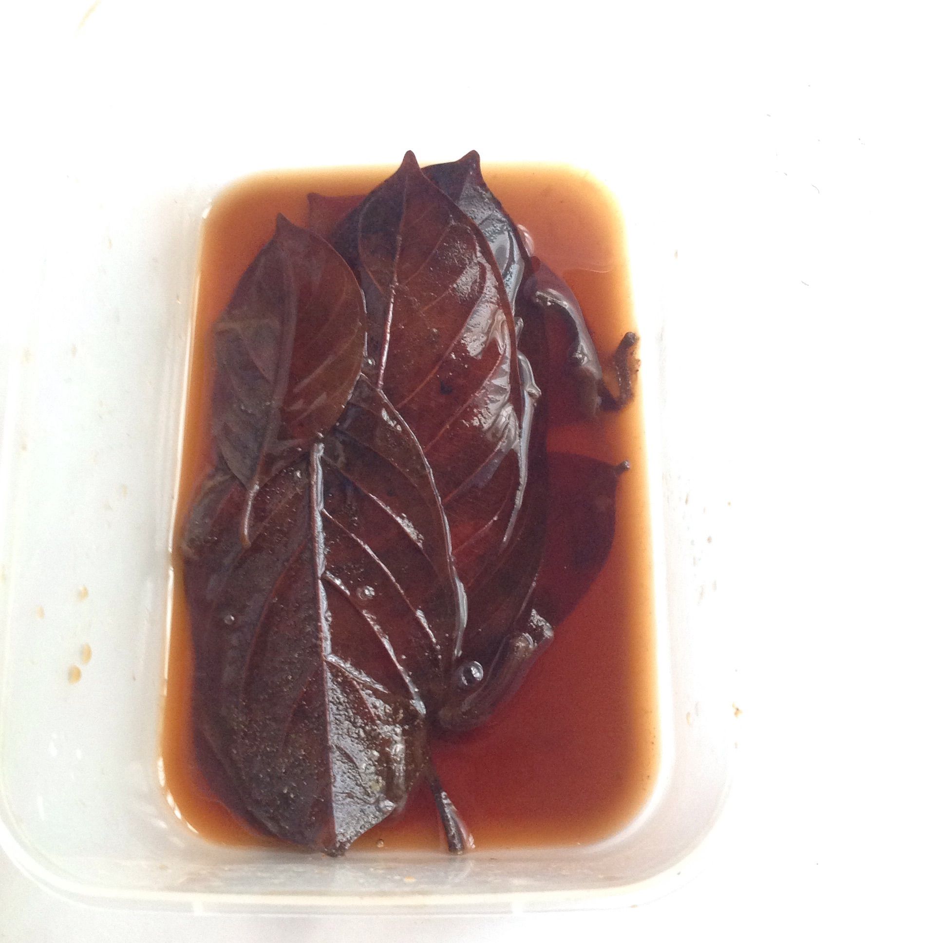 Preserve Leaves With Glycerin 7 Steps (with Pictures) Instructables