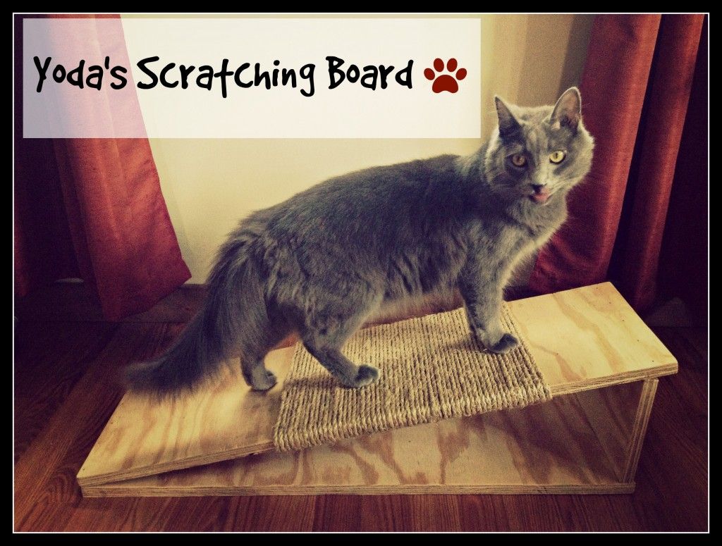 scratching board