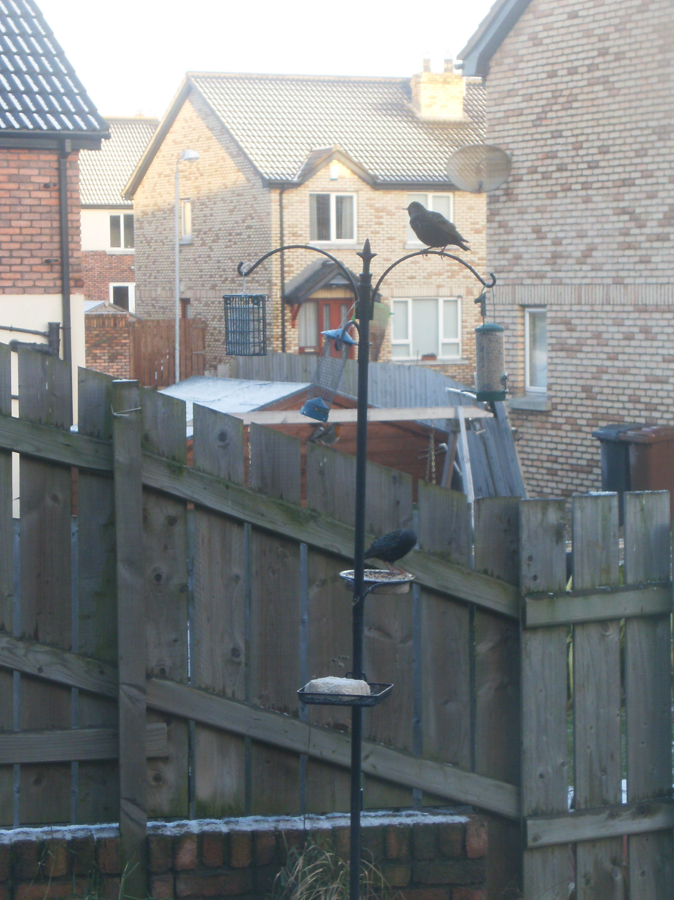 How to Make Fat Ball Bird Feeders 4 Steps (with Pictures) Instructables