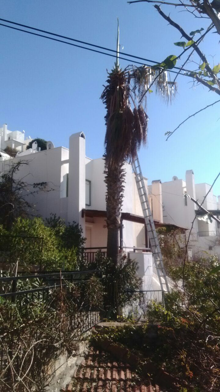 How to Cut Palm Tree's Leaves 10 Steps (with Pictures) Instructables