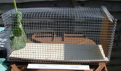 Making a Really Simple Rabbit Trap : 6 Steps - Instructables