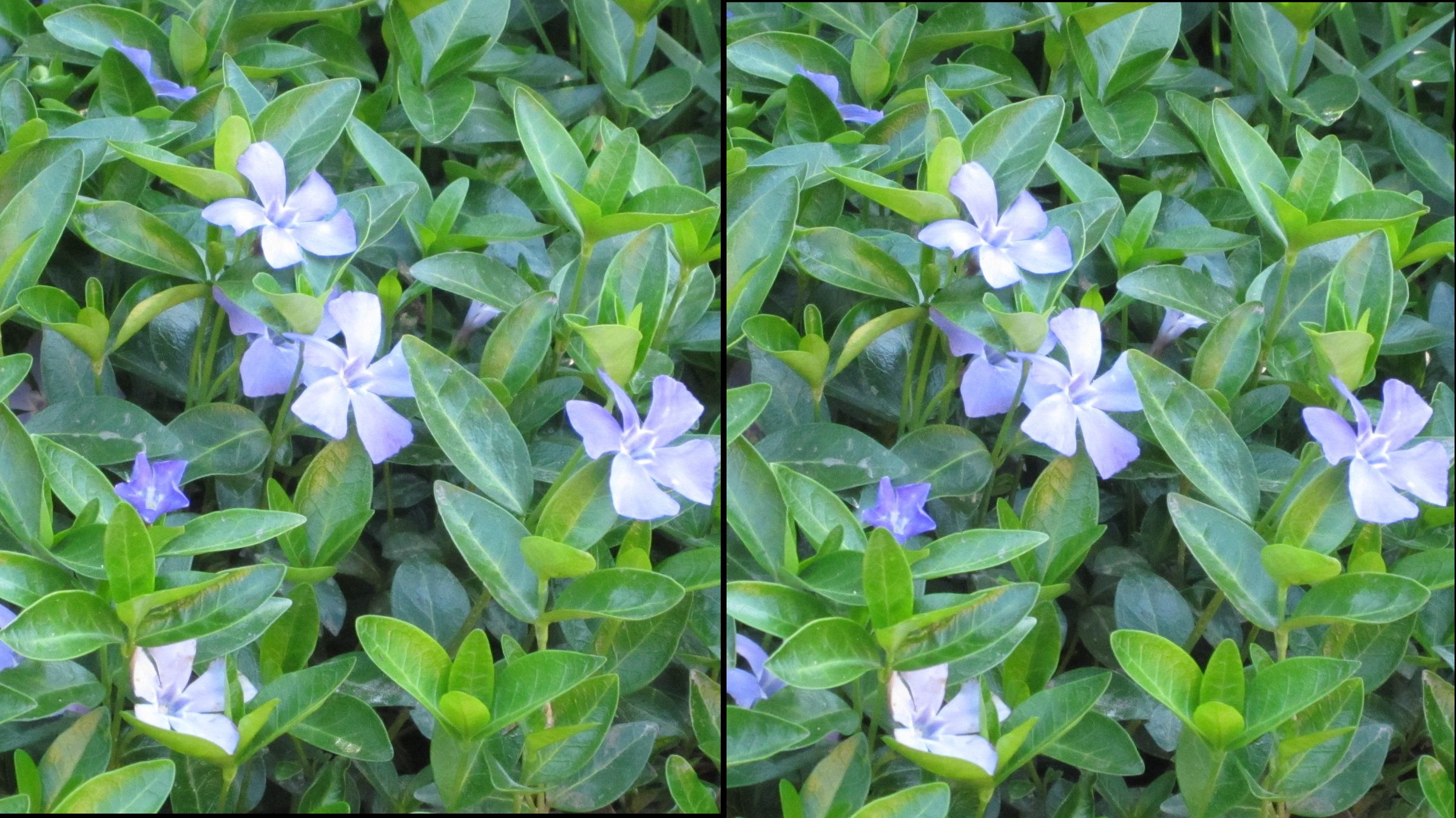 3D Stereoscopic Photography