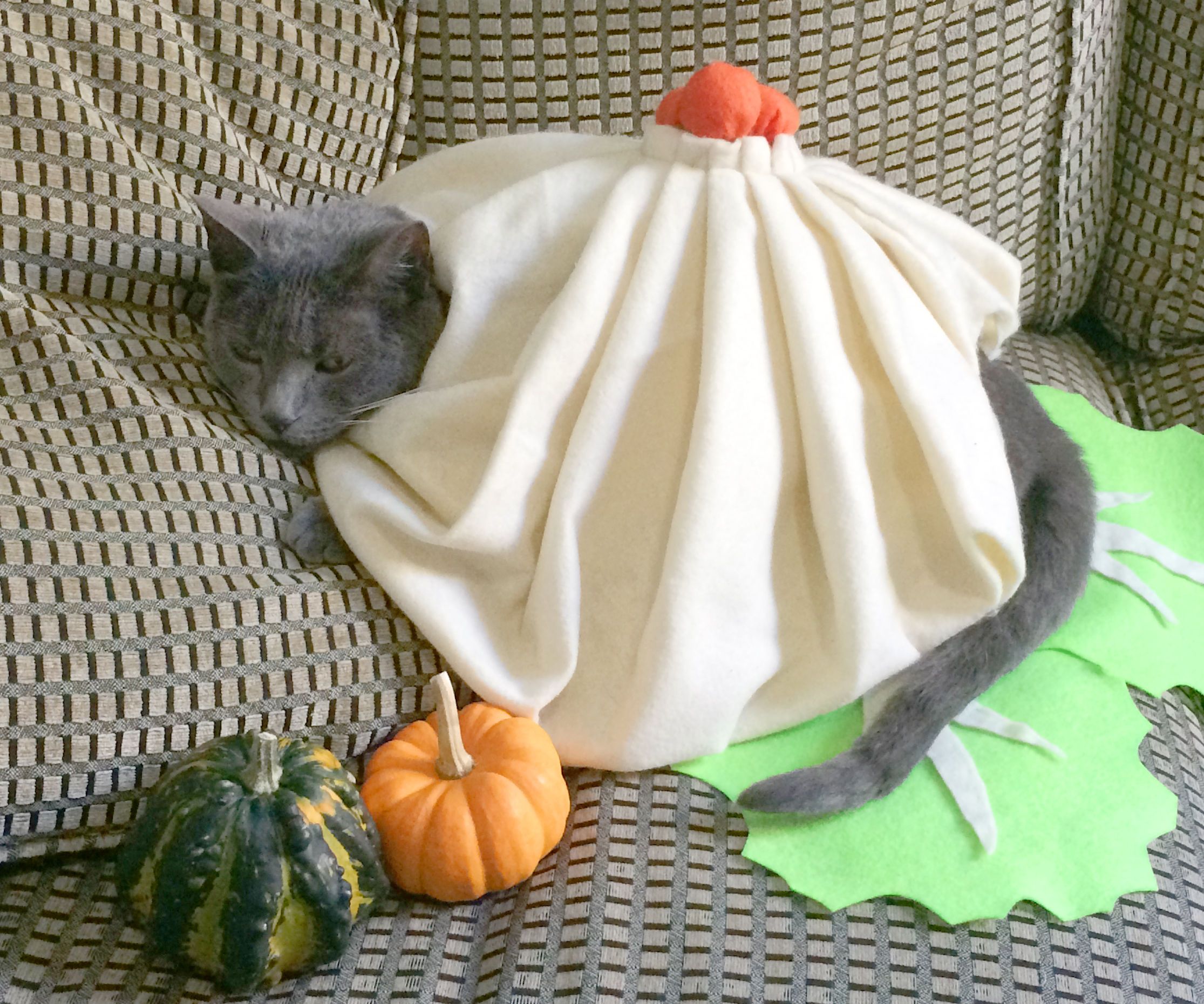 DIY guide for DIY Cat Costume : Soup Dumpling! with step-by-step instructions