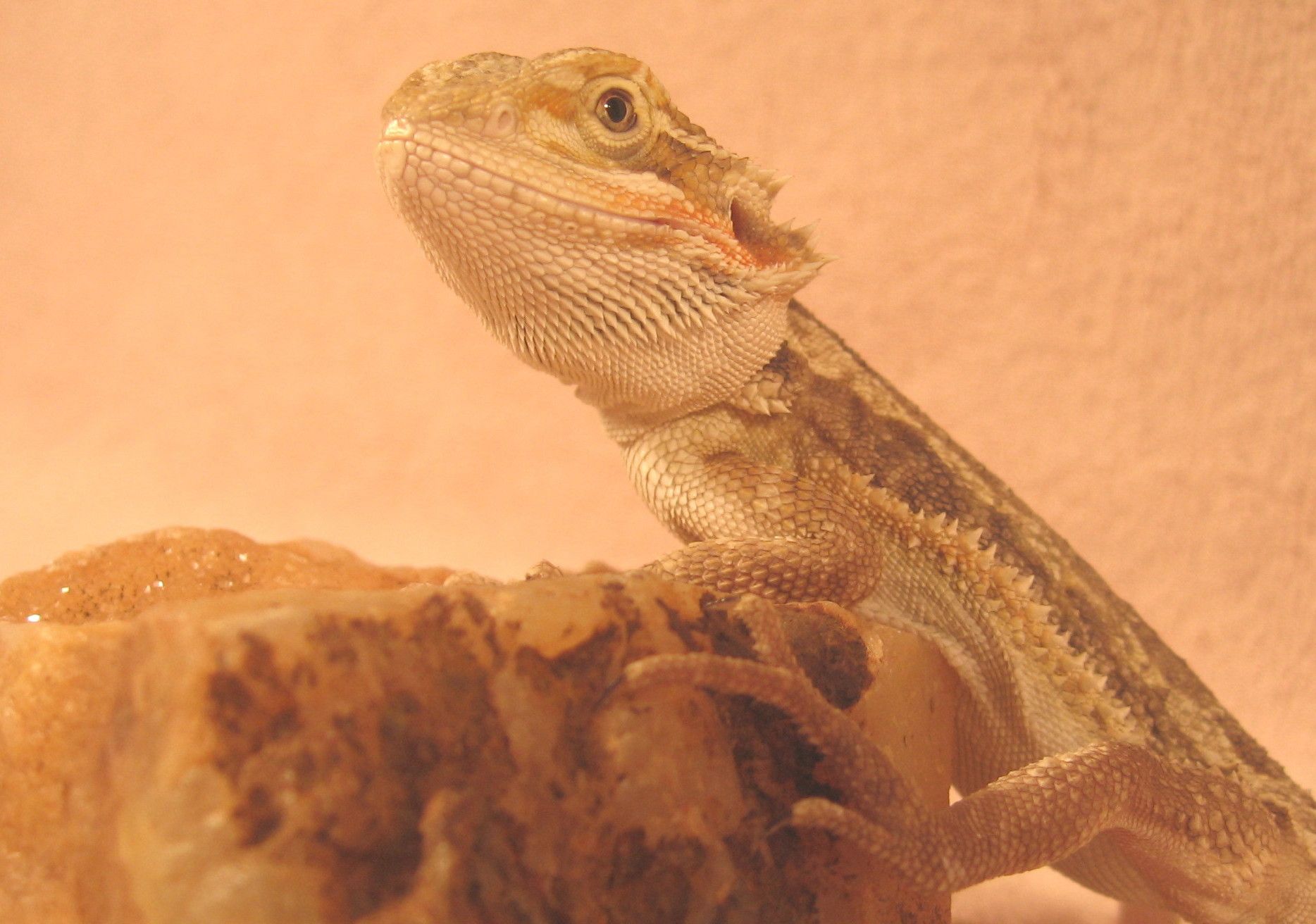 Complete Bearded Dragon Care 7 Steps Instructables