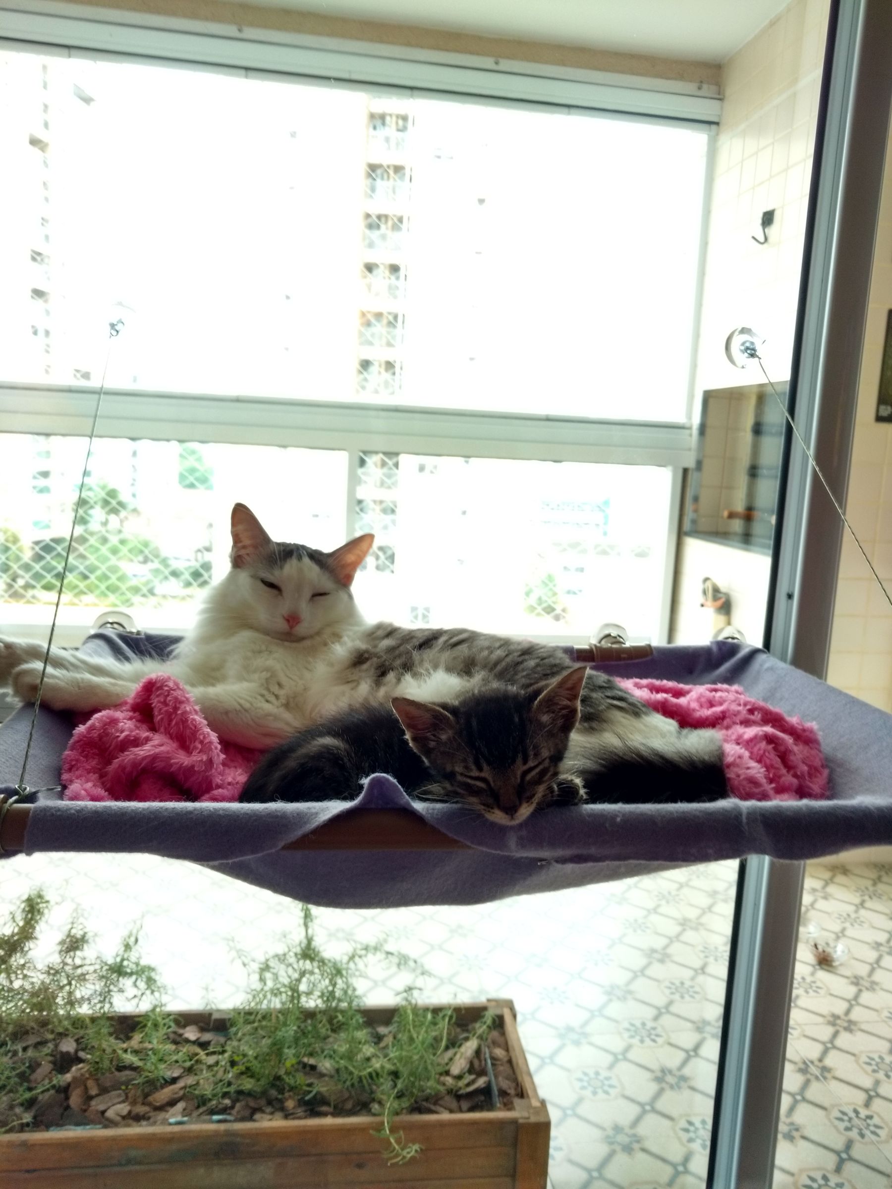 hanging window cat bed