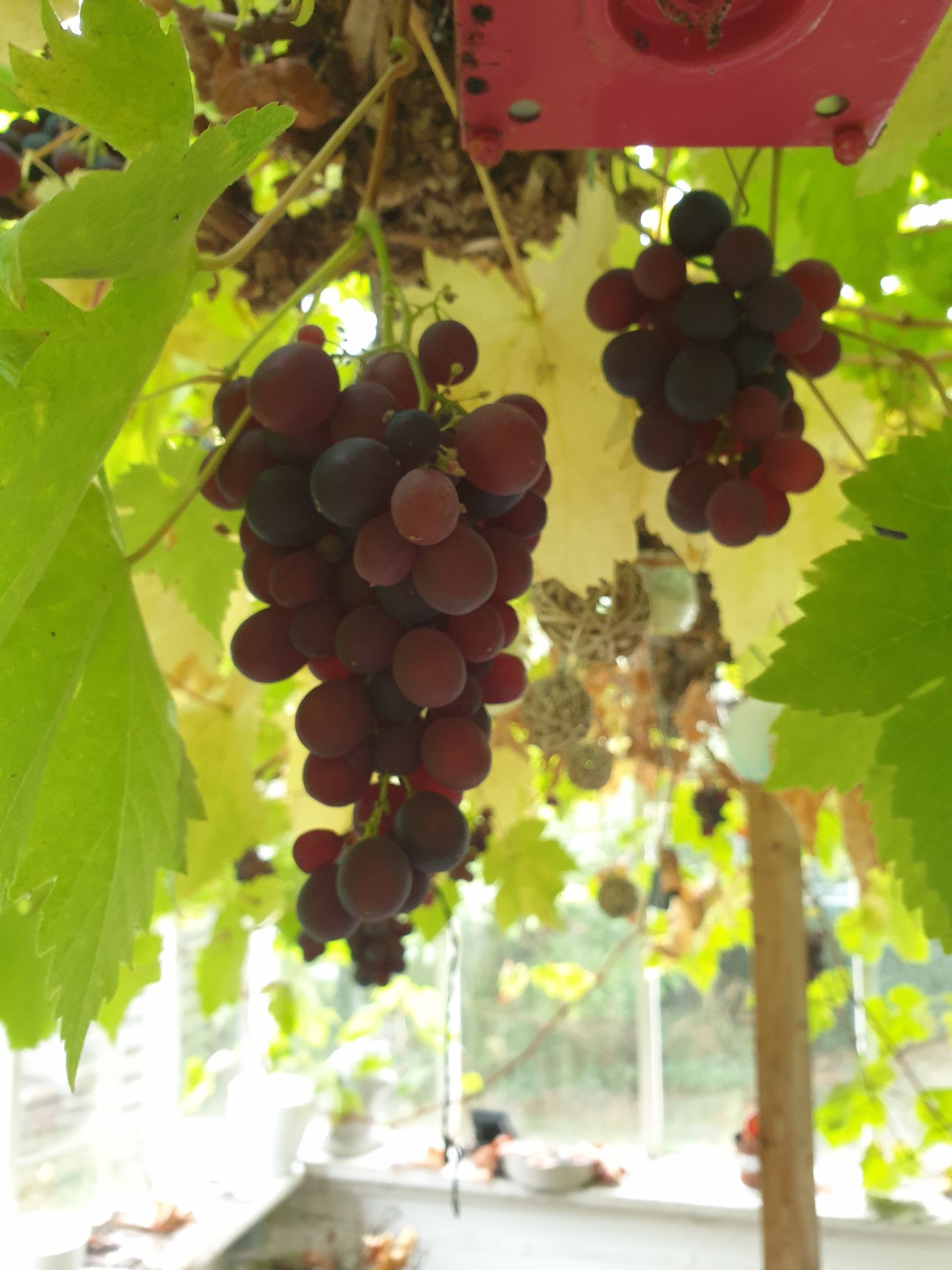 How to Make Your Own Wine From Grapes at Home 20 Steps (with Pictures