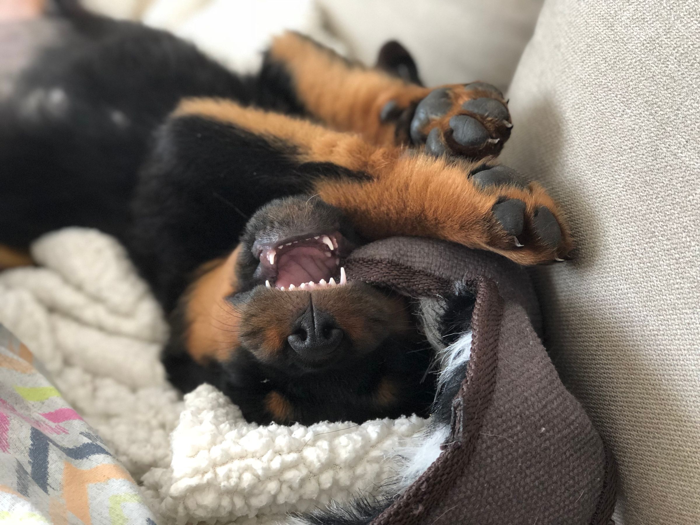 How To Puppy Proof Your Home 7 Steps With Pictures Instructables