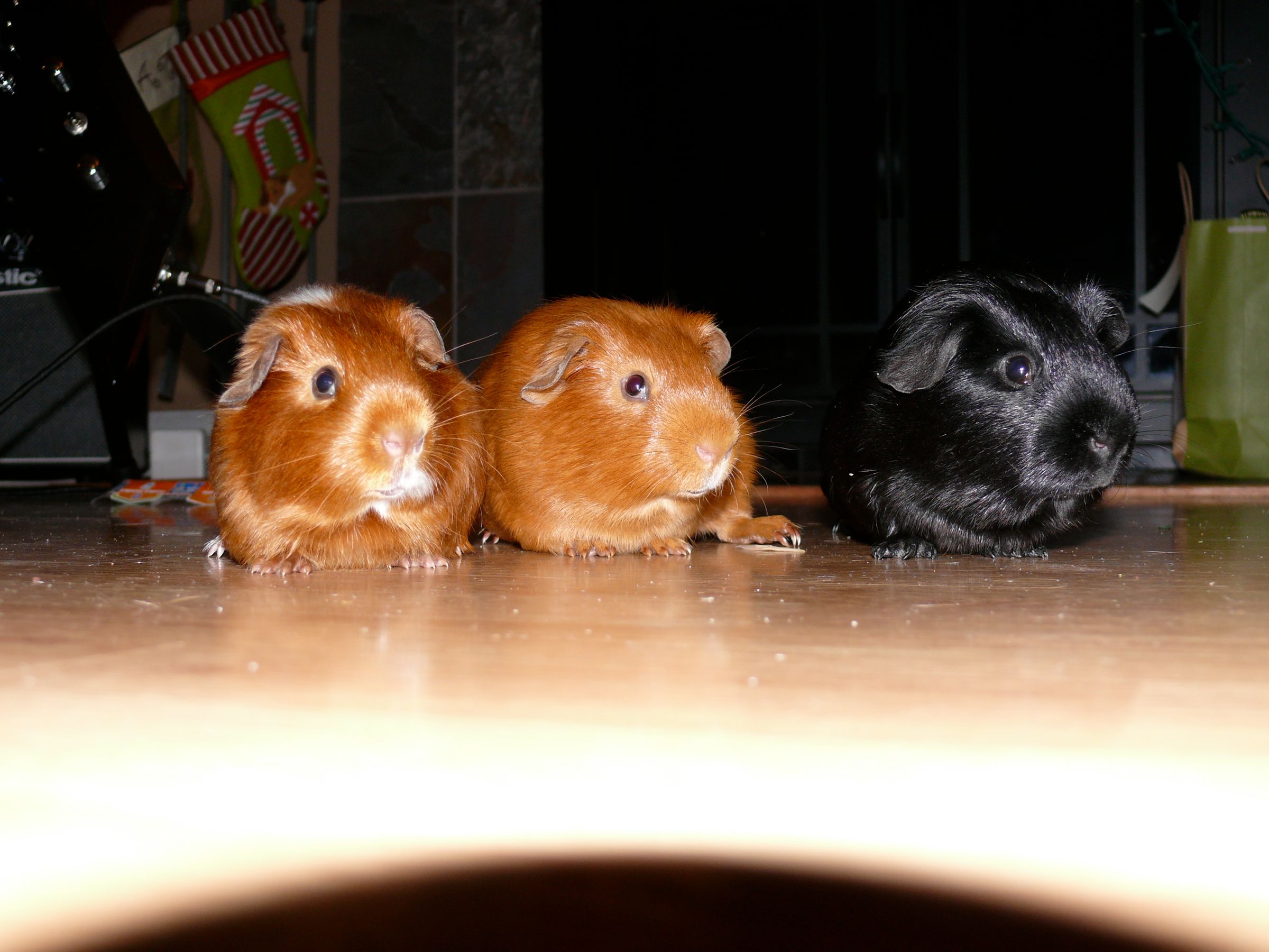 papaya guinea pig