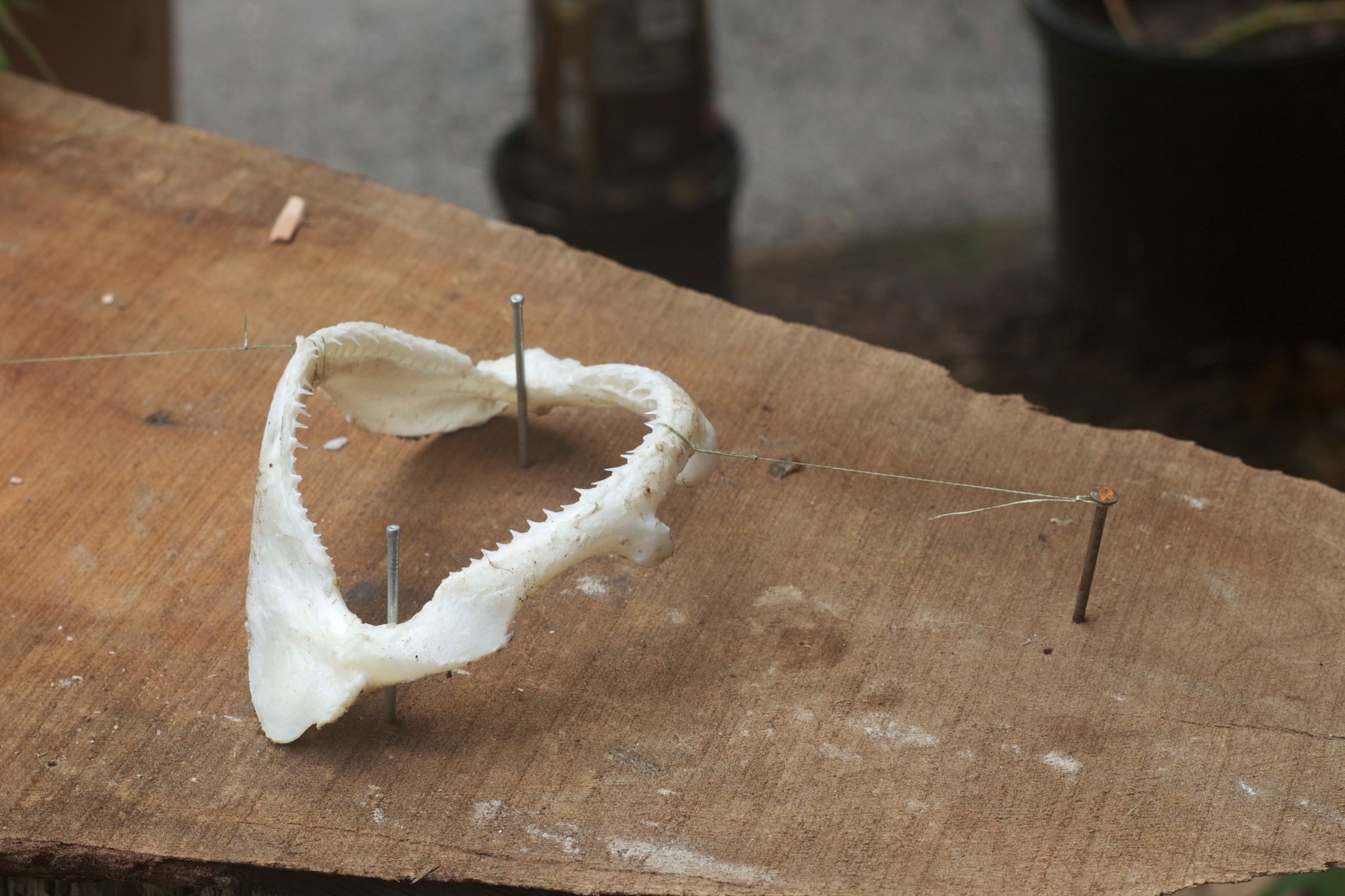 Preserving Shark Jaws and Skin From Start to Finish : 9 Steps (with