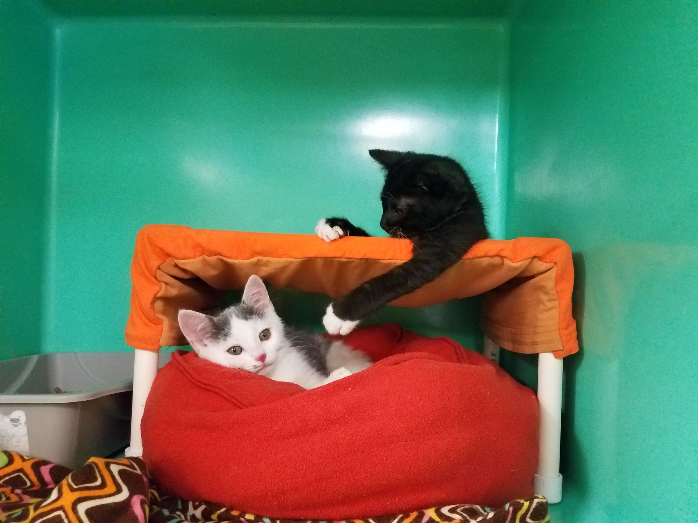 Small Cat Hammocks Home or Shelter Use 12 Steps (with Pictures