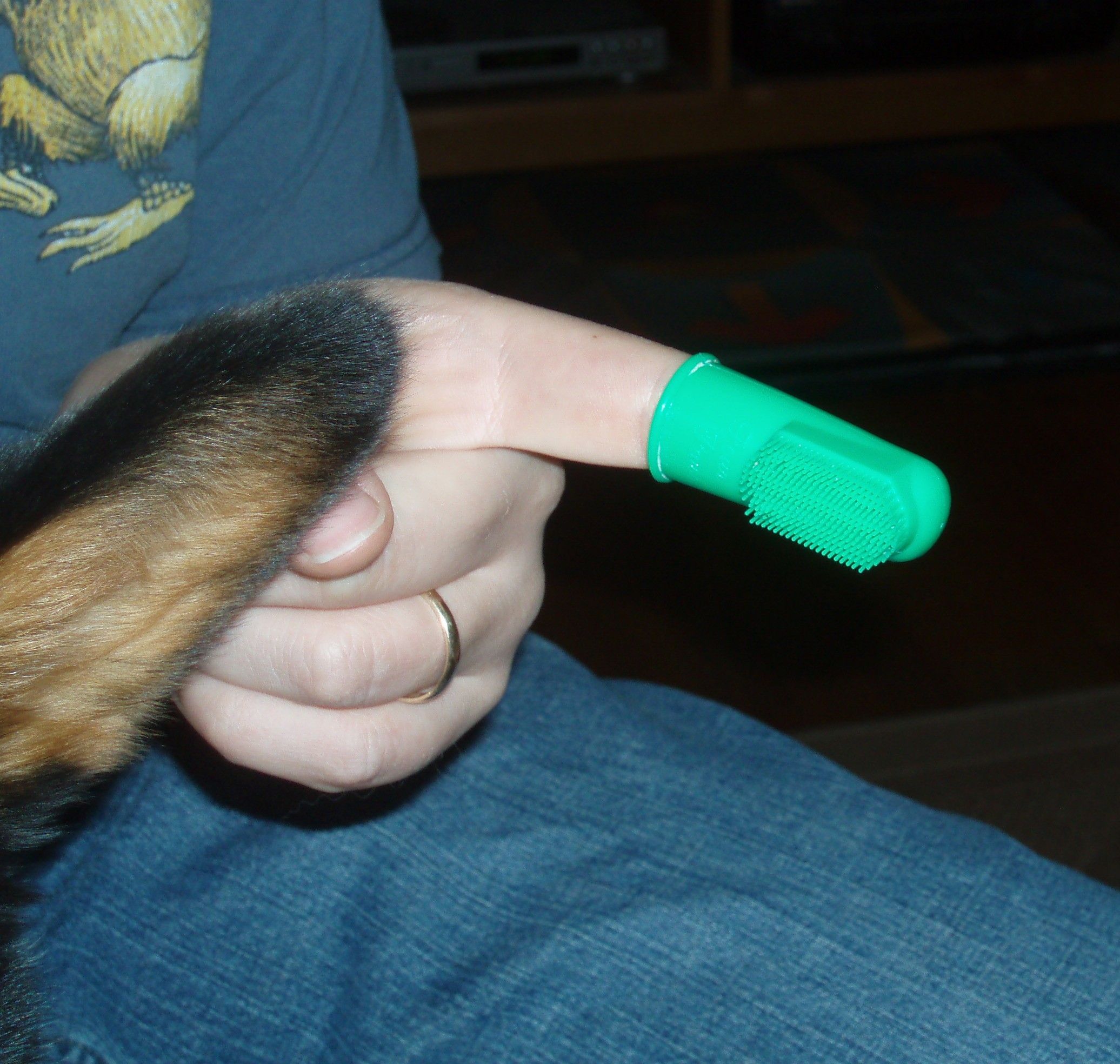 How to Brush Your Dog's Teeth 5 Steps (with Pictures) Instructables