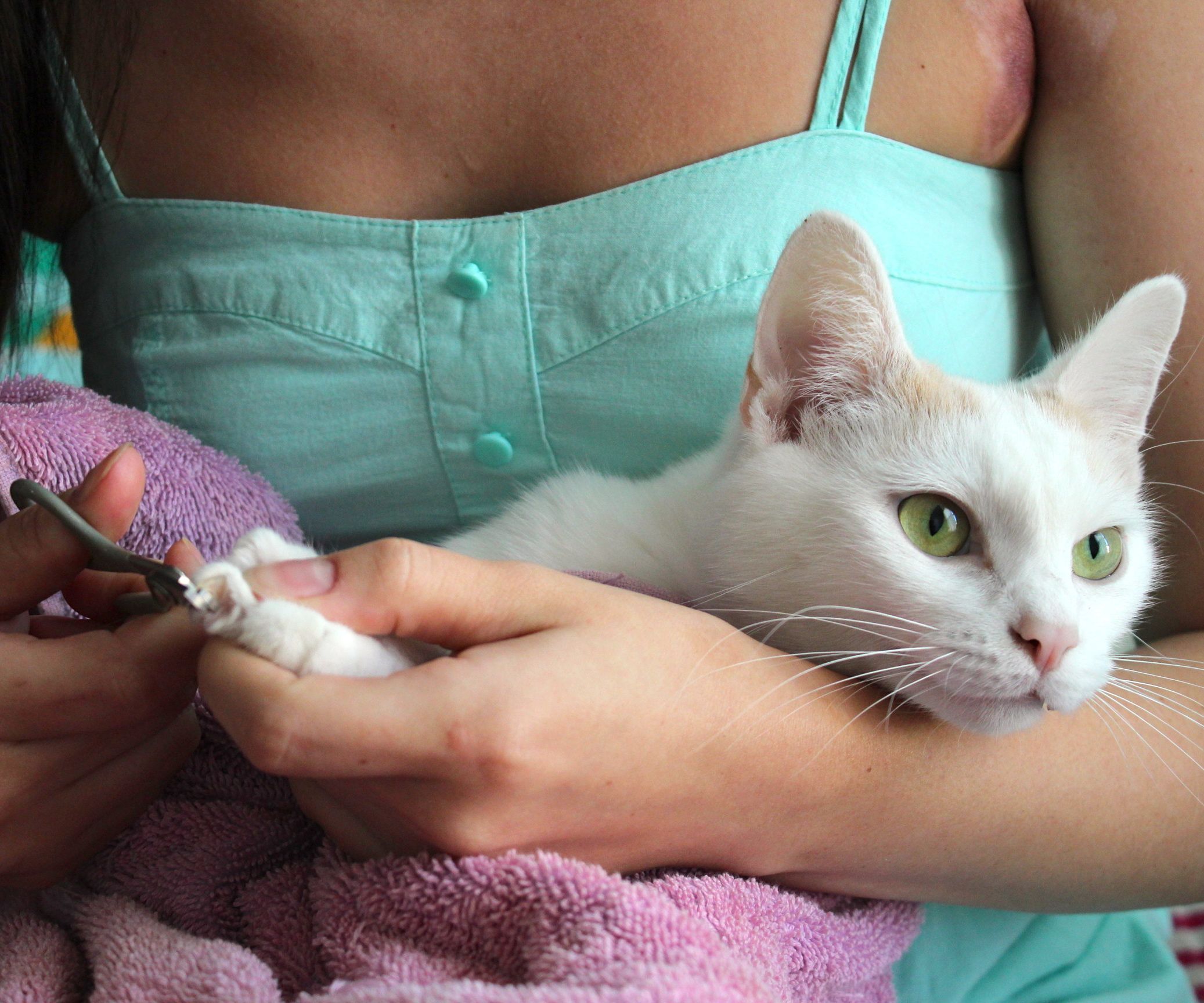 How to Trim Your Cat's Claws 4 Steps (with Pictures) Instructables