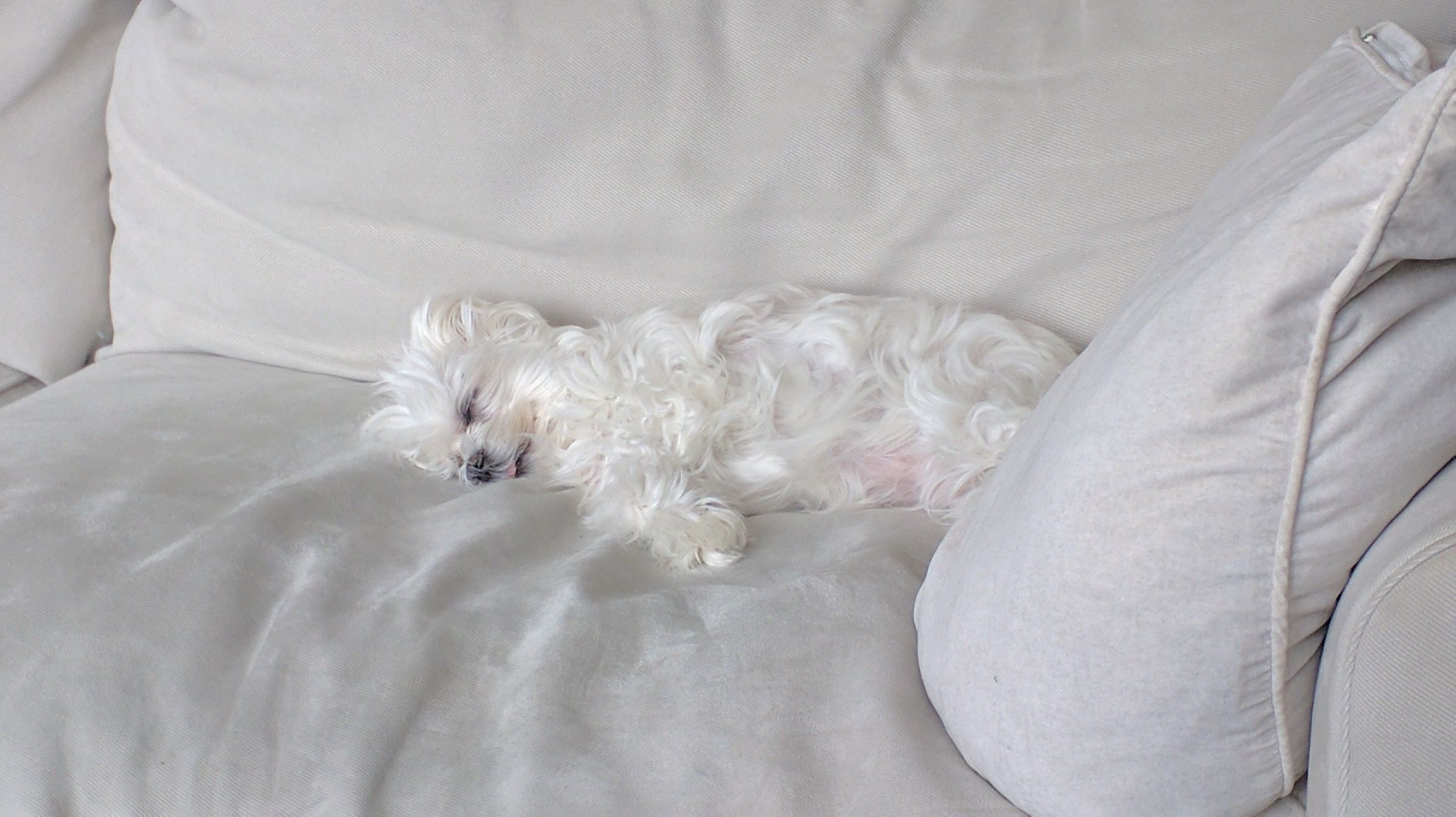 How To Get Old Dog Up And Down Stairs