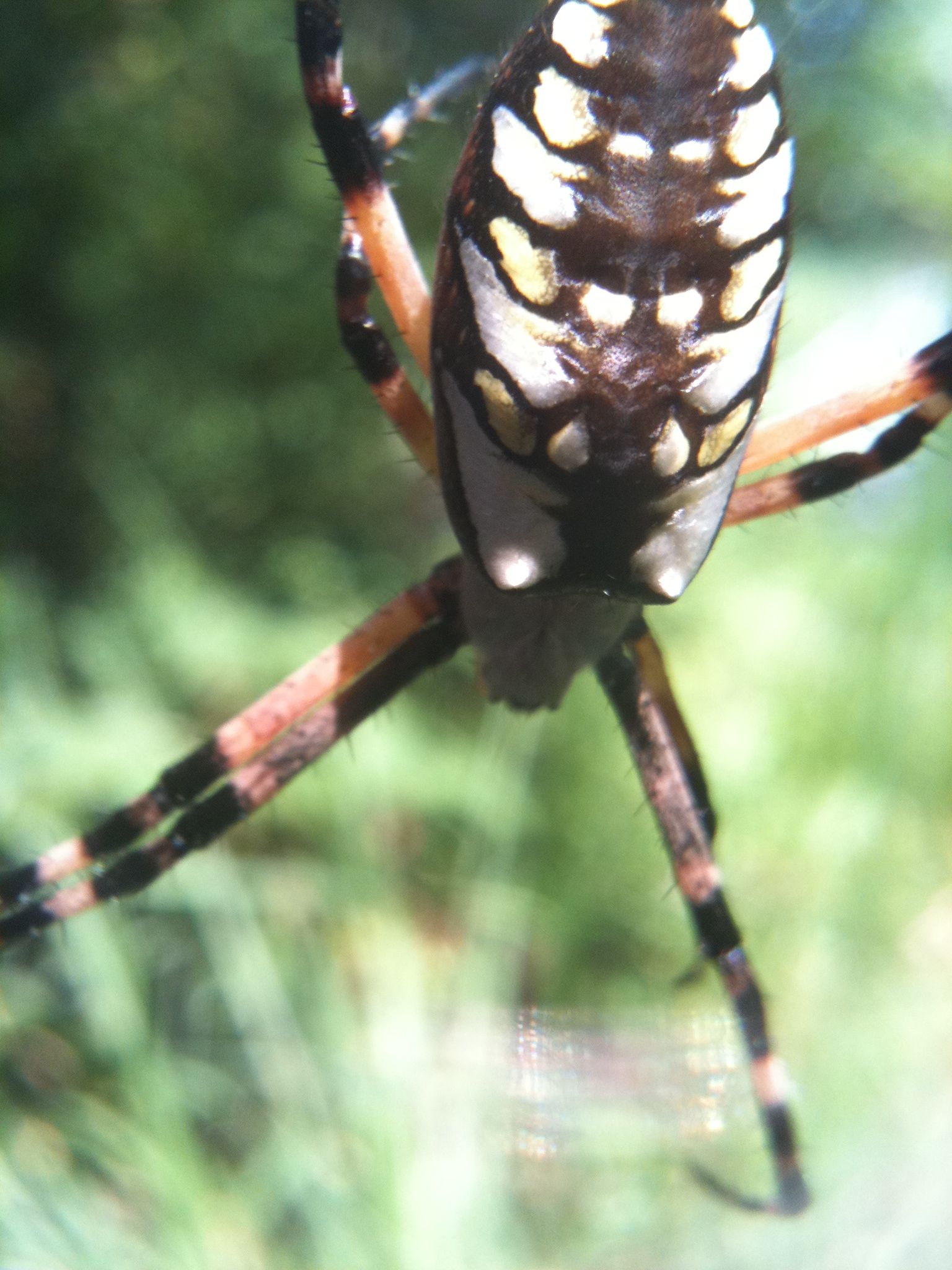How to Make Spider Silk Thread 8 Steps (with Pictures) Instructables