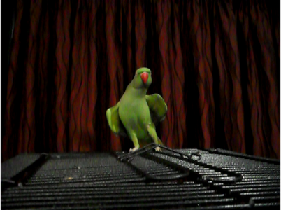 How To Teach A Parrot To Dance 7 Steps With Pictures Instructables How To Teach A Parrot To Dance 7 Steps With Pictures Instructables
