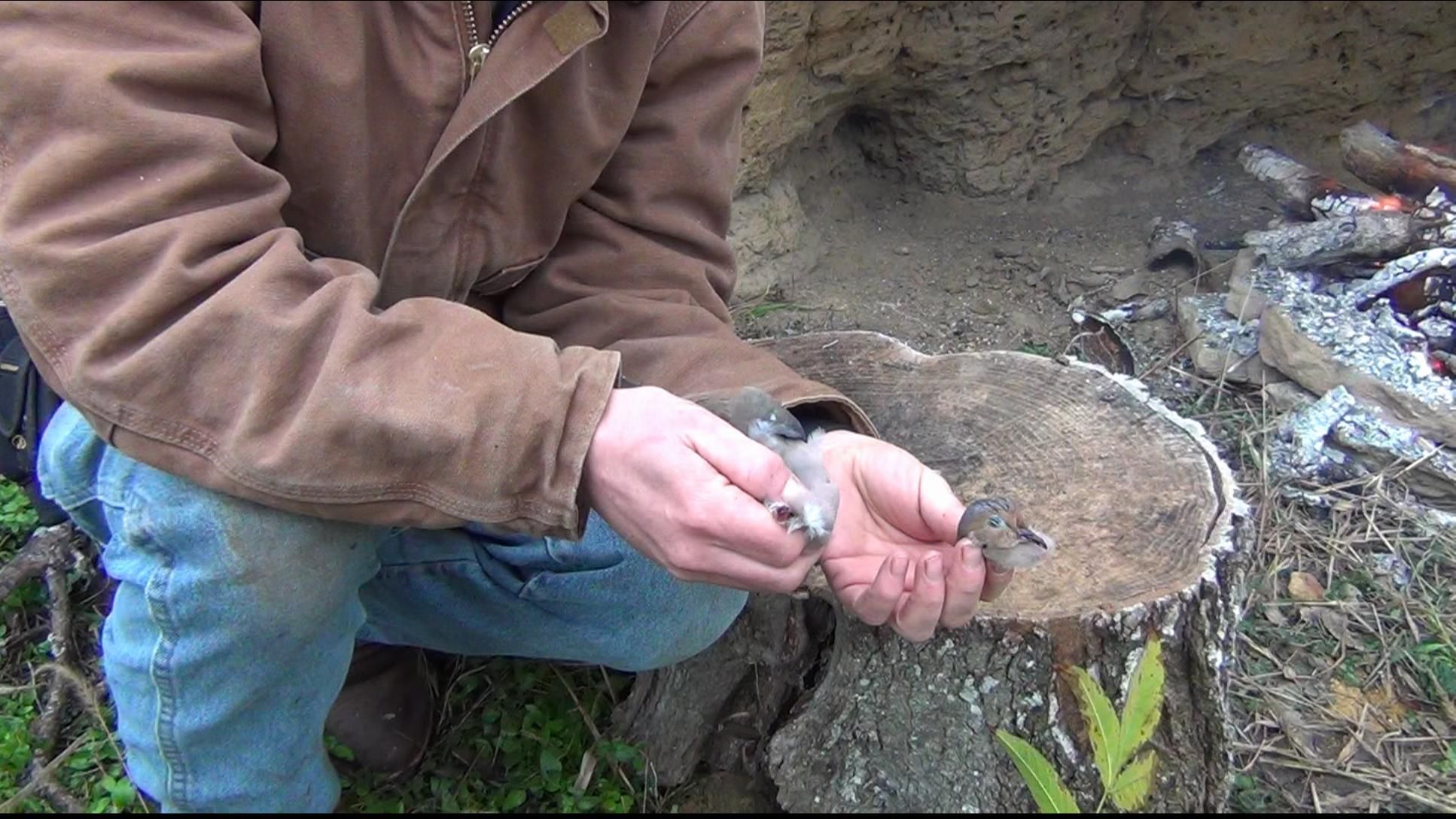 How to Field Dress a Dove / Pheasant / Quail 7 Steps Instructables