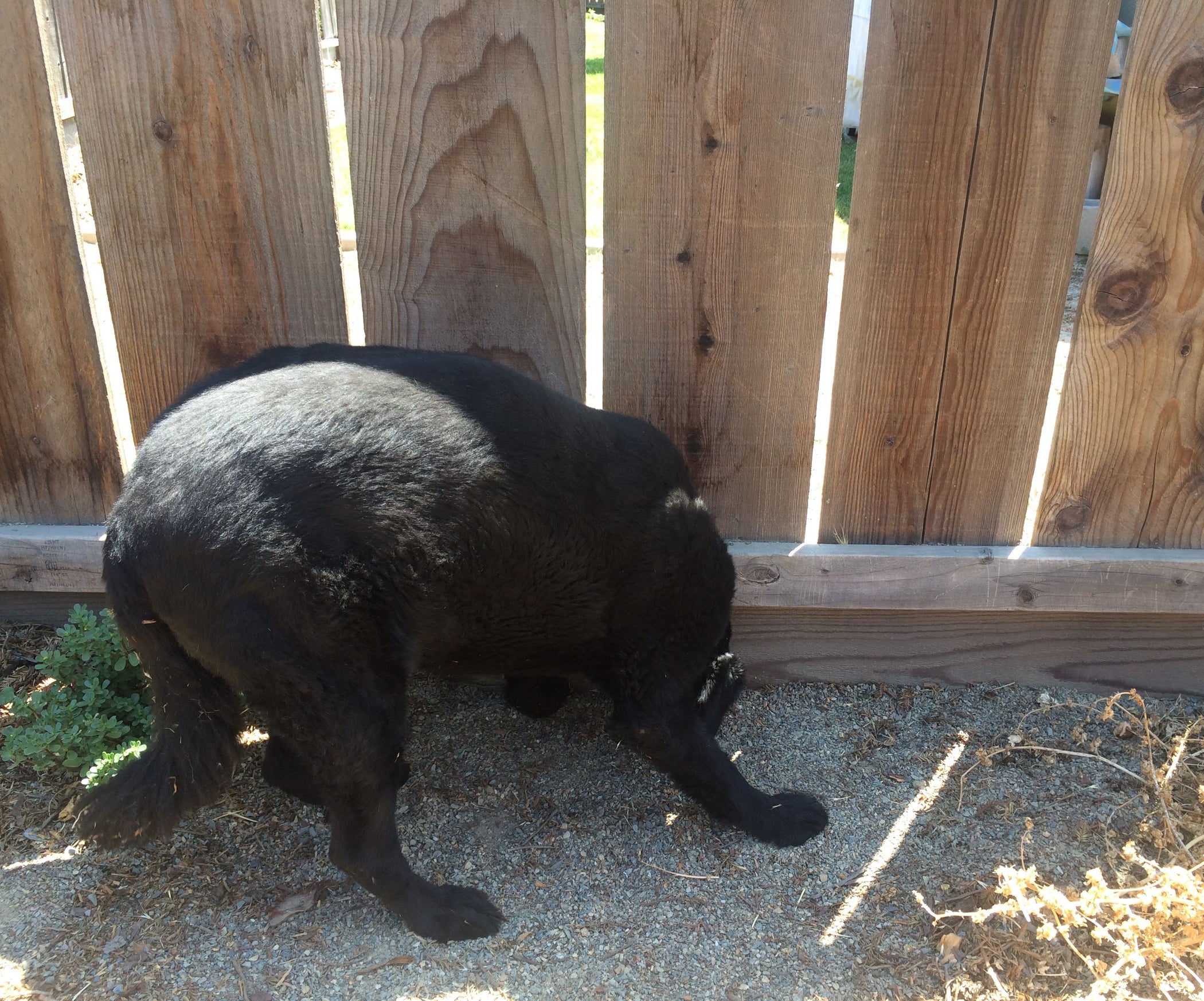 Prevent Dogs From Digging Out- Easy Fix : 4 Steps - Instructables