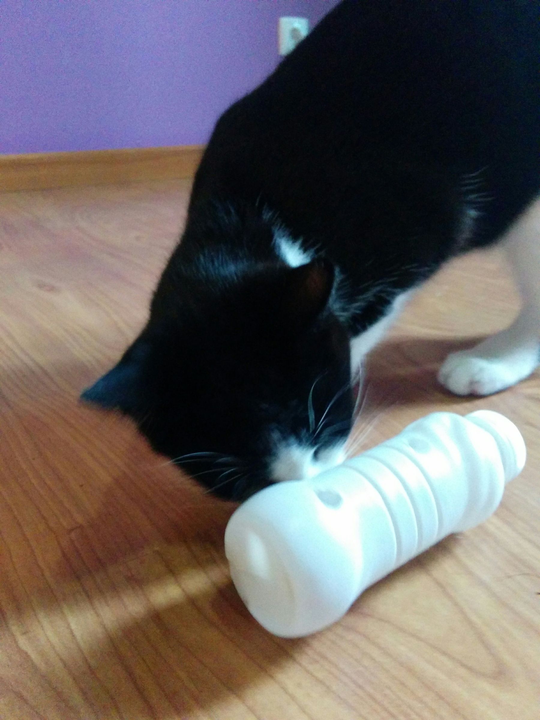 Simple Cat Feeding Toy 3 Steps (with Pictures) Instructables