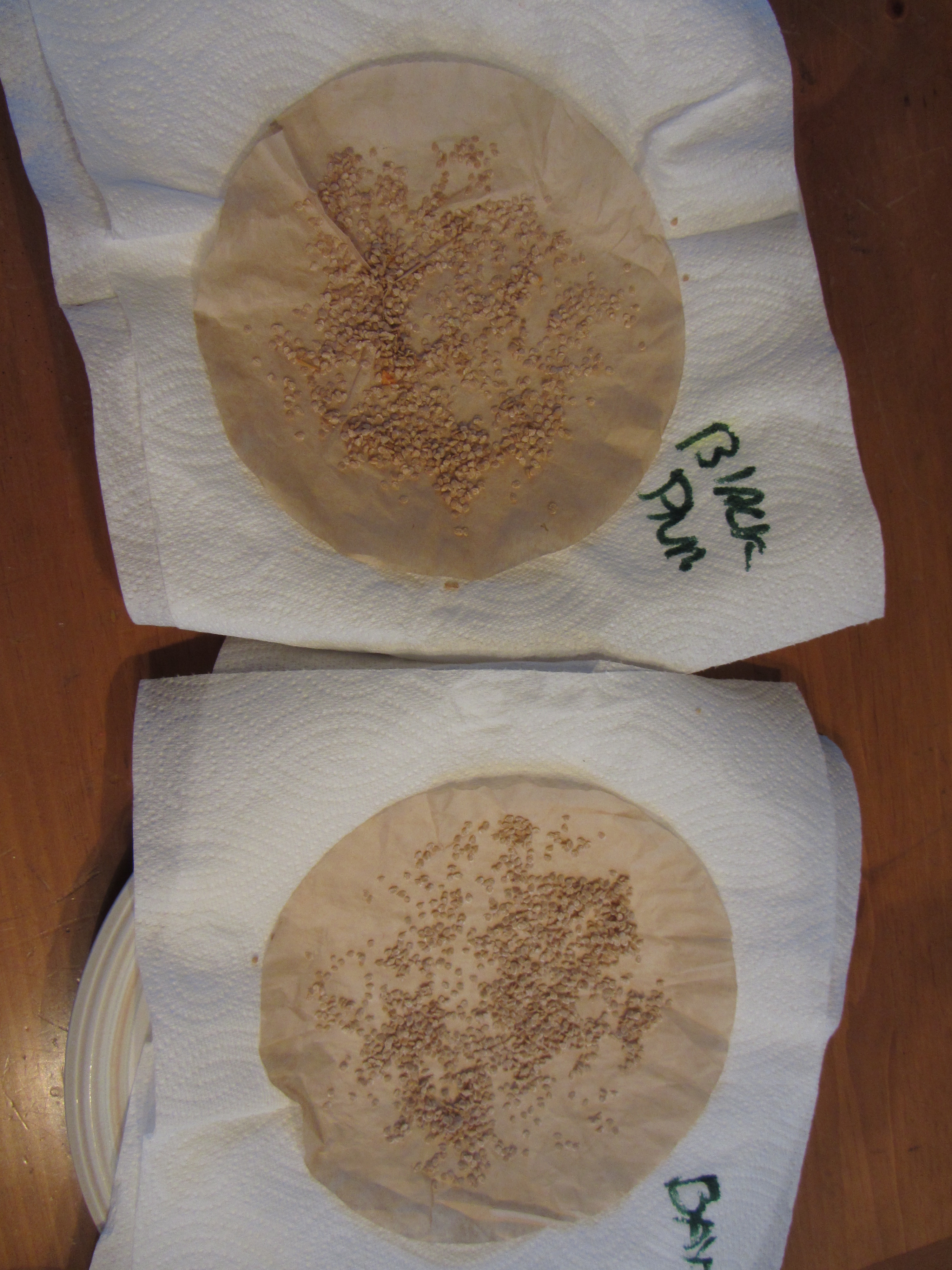 How to Ferment and Collect Tomato Seeds 6 Steps Instructables