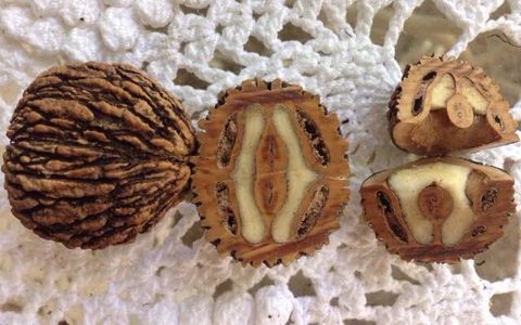 Black Walnut Harvesting & Processing : 11 Steps (with Pictures ...