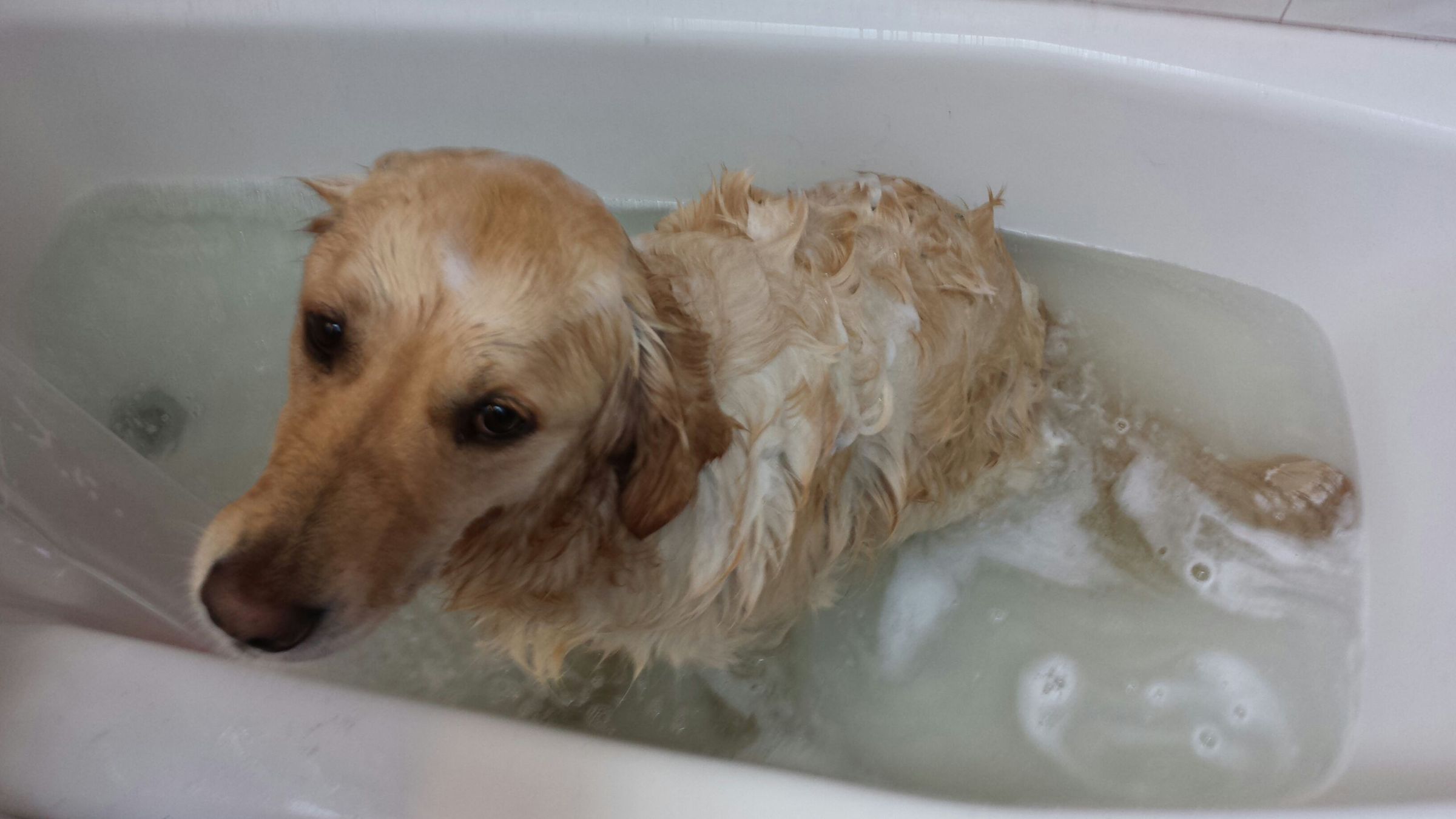 How to Wash Your Dog 7 Steps (with Pictures) Instructables