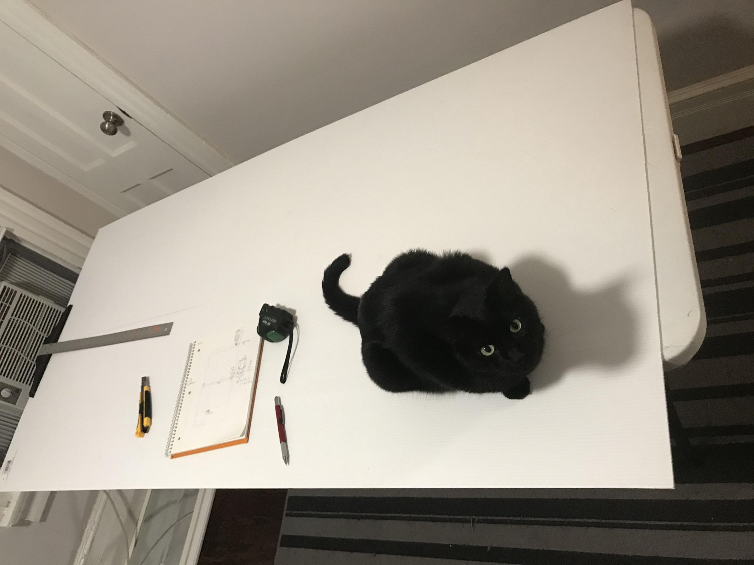 Reusable Litter Tray for PetSafe ScoopFree 6 Steps Instructables