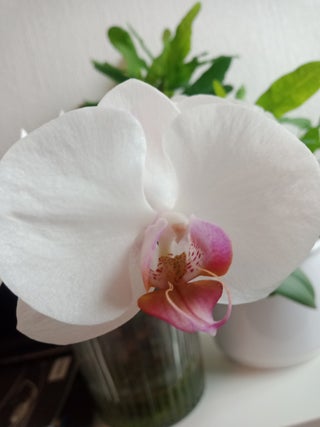 How To Propagate Any Phalaenopsis Orchid 3 Steps With Pictures Instructables