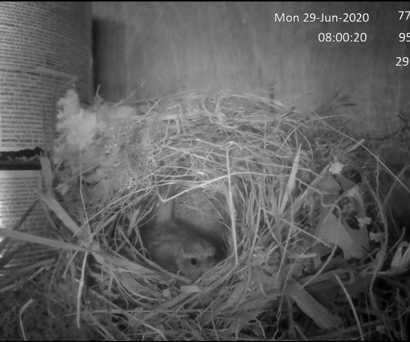 DIY guide for Bird Nest Cam with step-by-step instructions