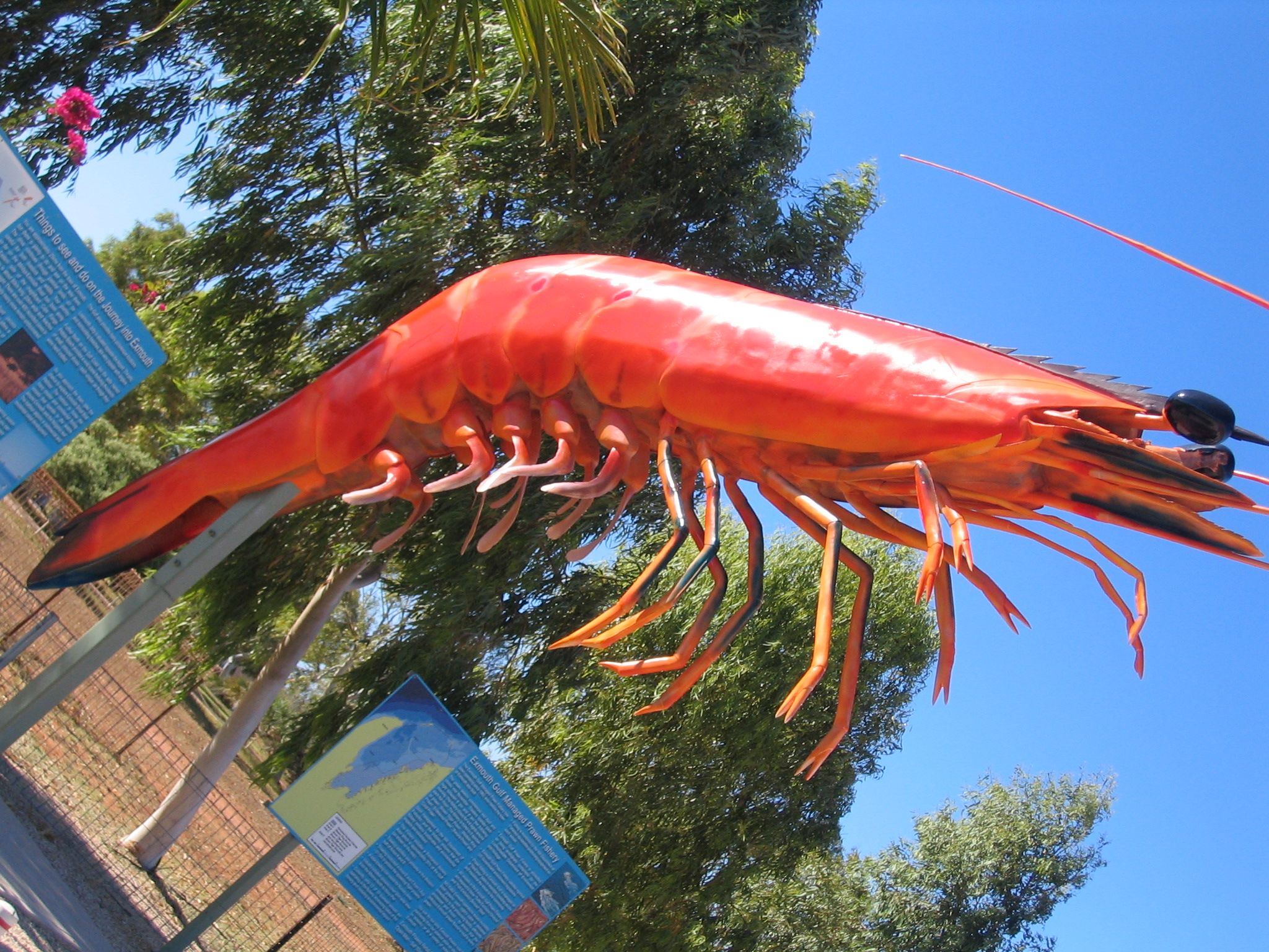 koopatroopa