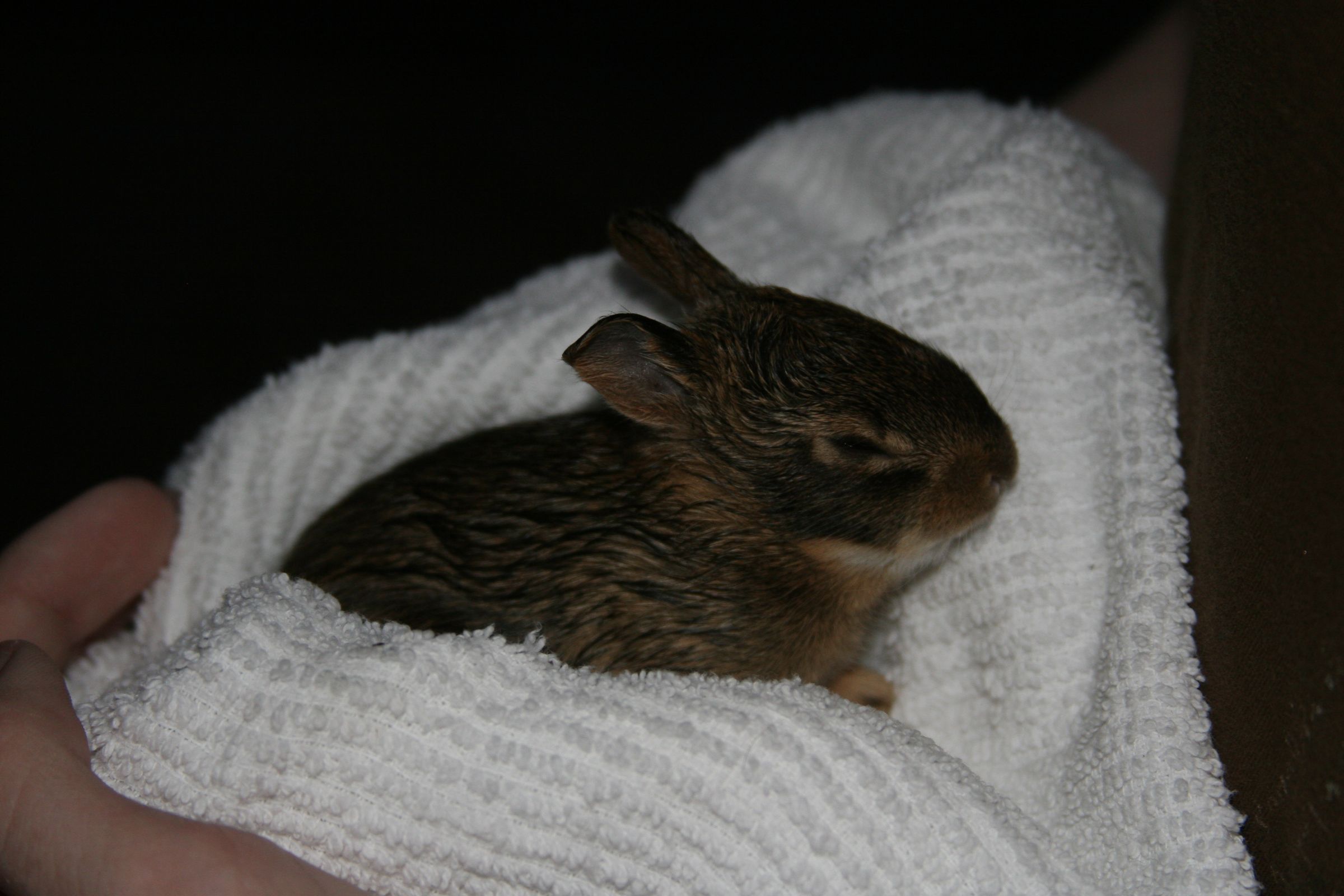 How to Care for a Wild Rabbit Nest 5 Steps (with Pictures