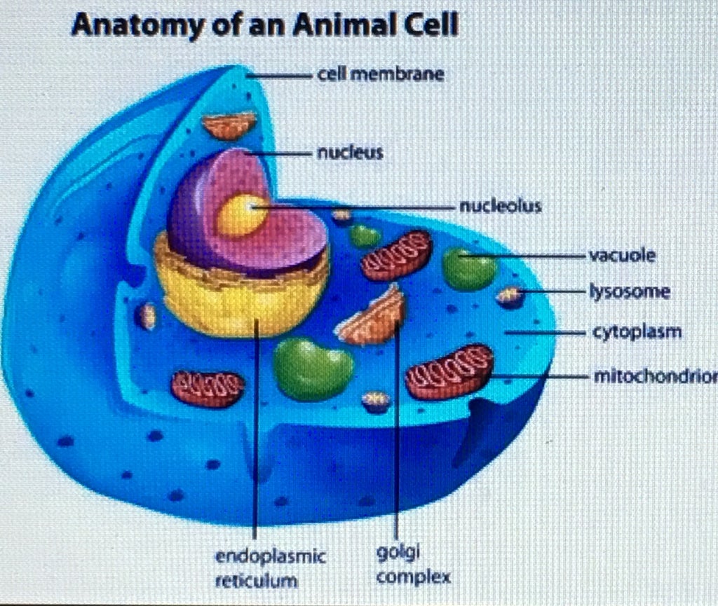 How To Make An Animal Cell : 10 Steps - Instructables
