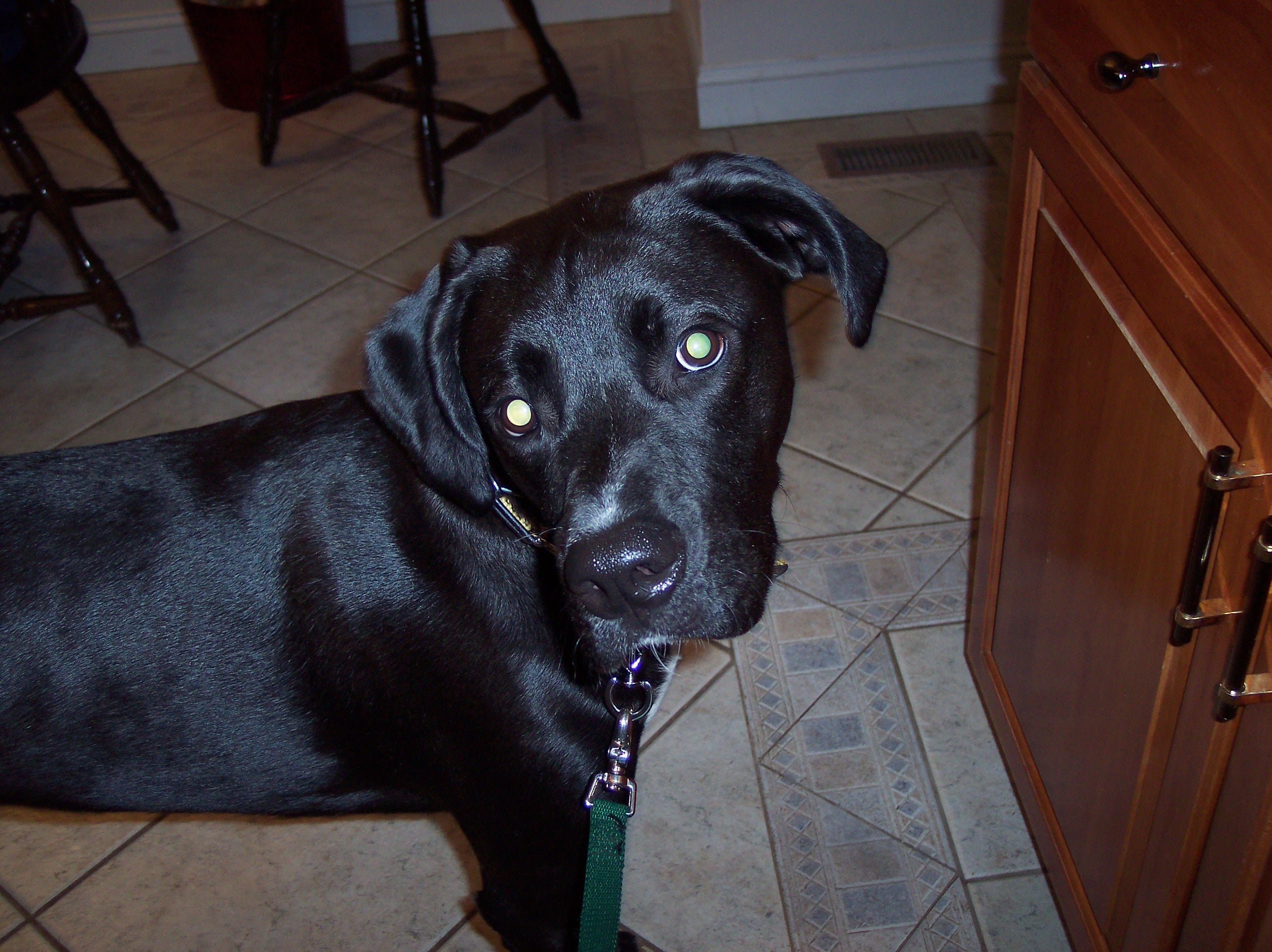 Simple Dog Tie Out 3 Steps Instructables