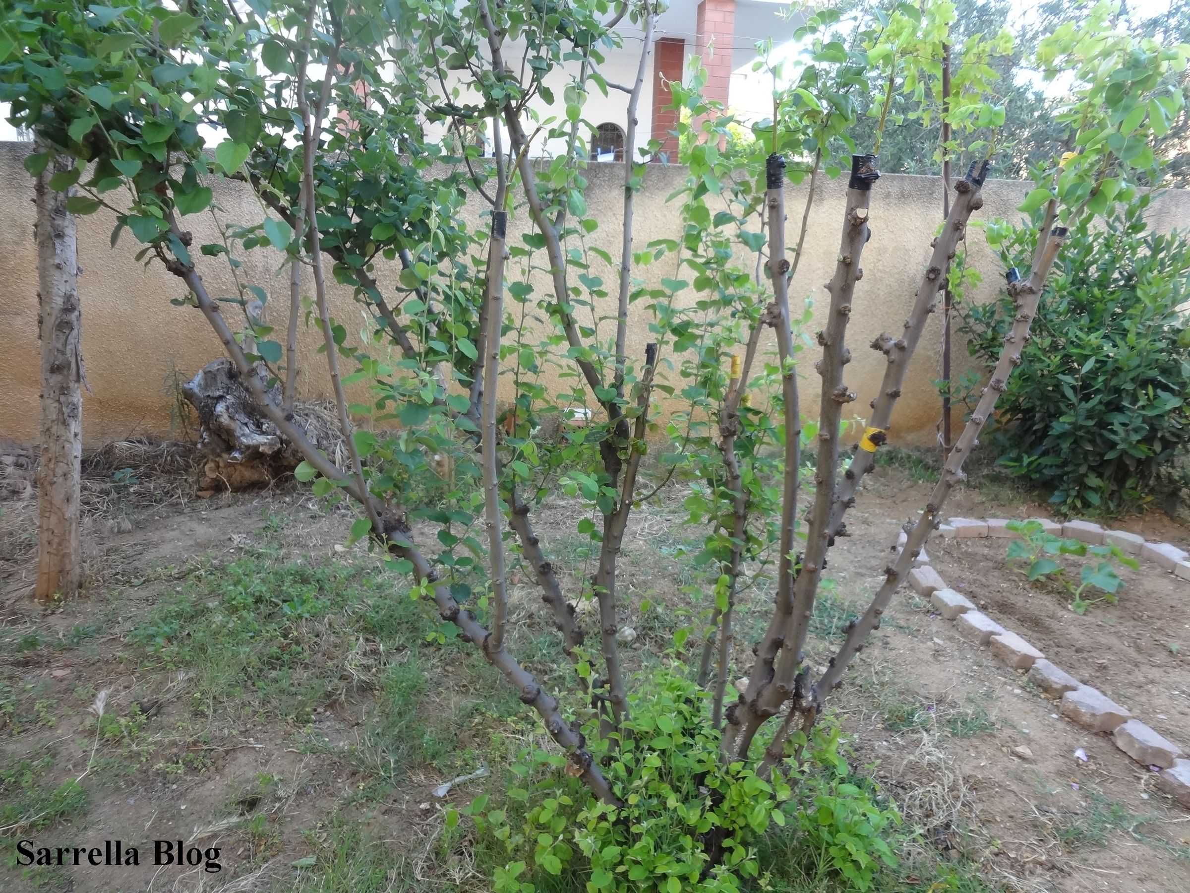 Grafting a Pear Scion to a Quince Tree 14 Steps (with Pictures