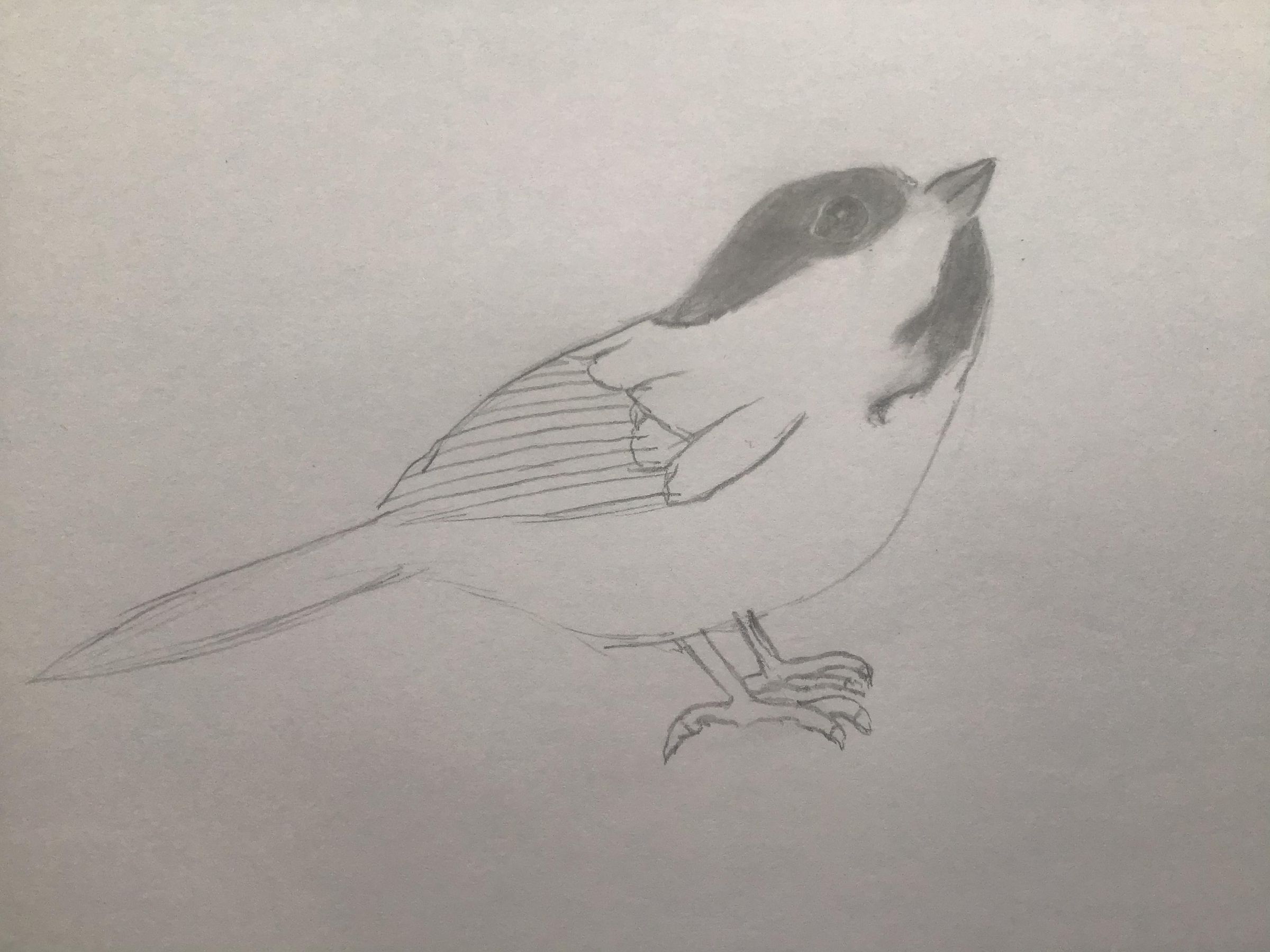 How To Draw A Chickadee 7 Steps Instructables