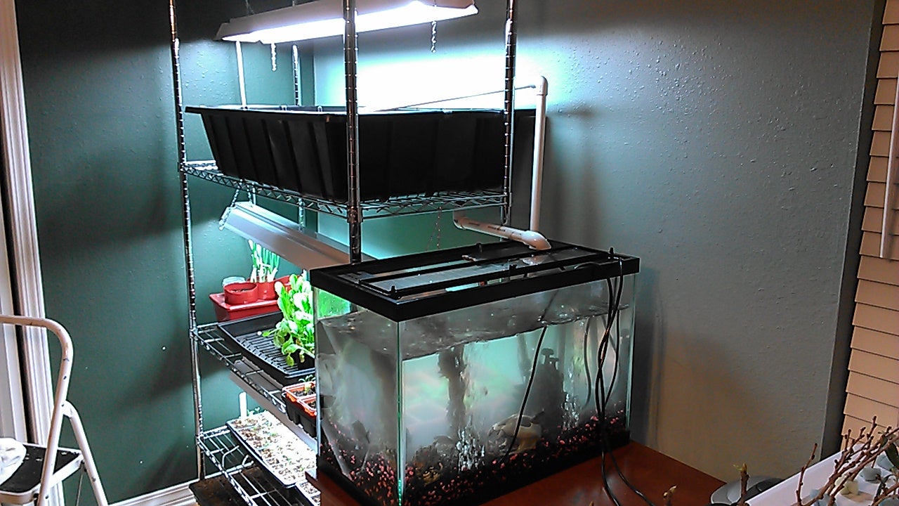 Easy "Shelf" Aquaponics With Bell Siphon Instructables